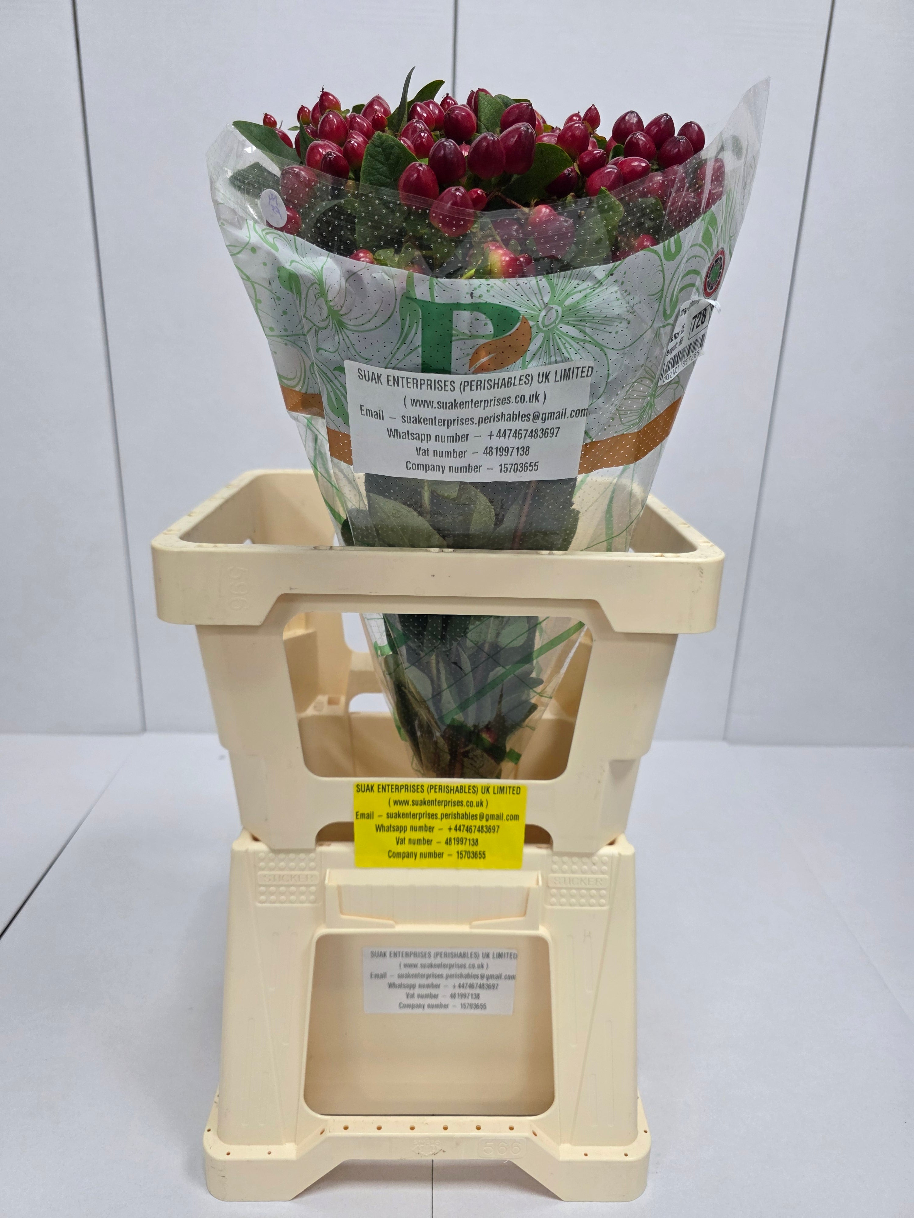 Farm Fresh Hypercium Mag Lightning(Bunch of 25stems, Length 60cm)