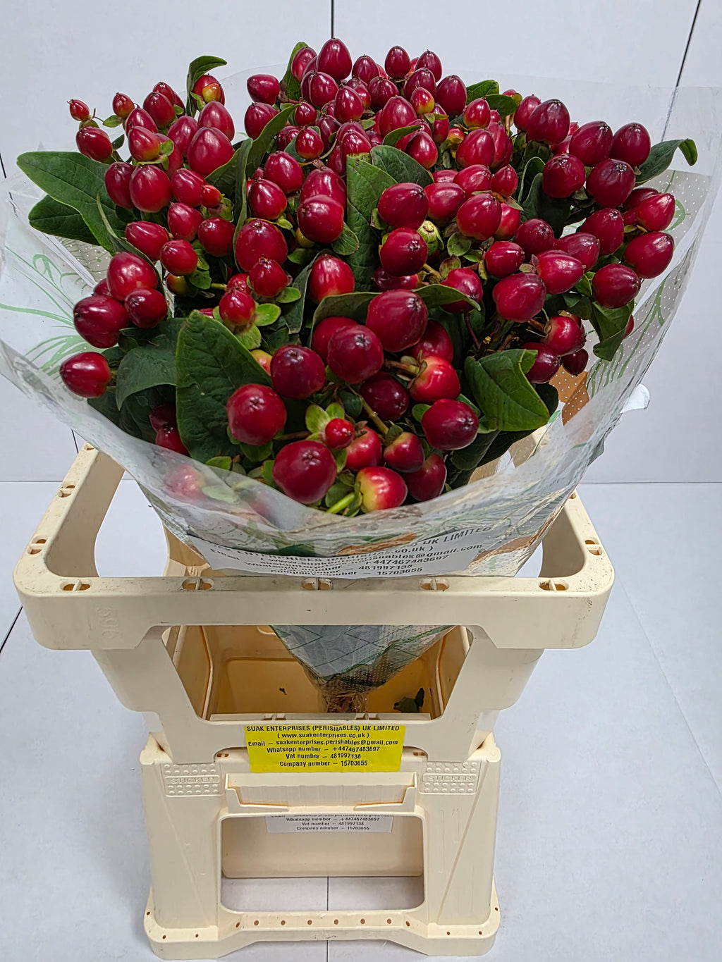 Farm Fresh Hypercium Mag Lightning(Bunch of 25stems, Length 60cm)