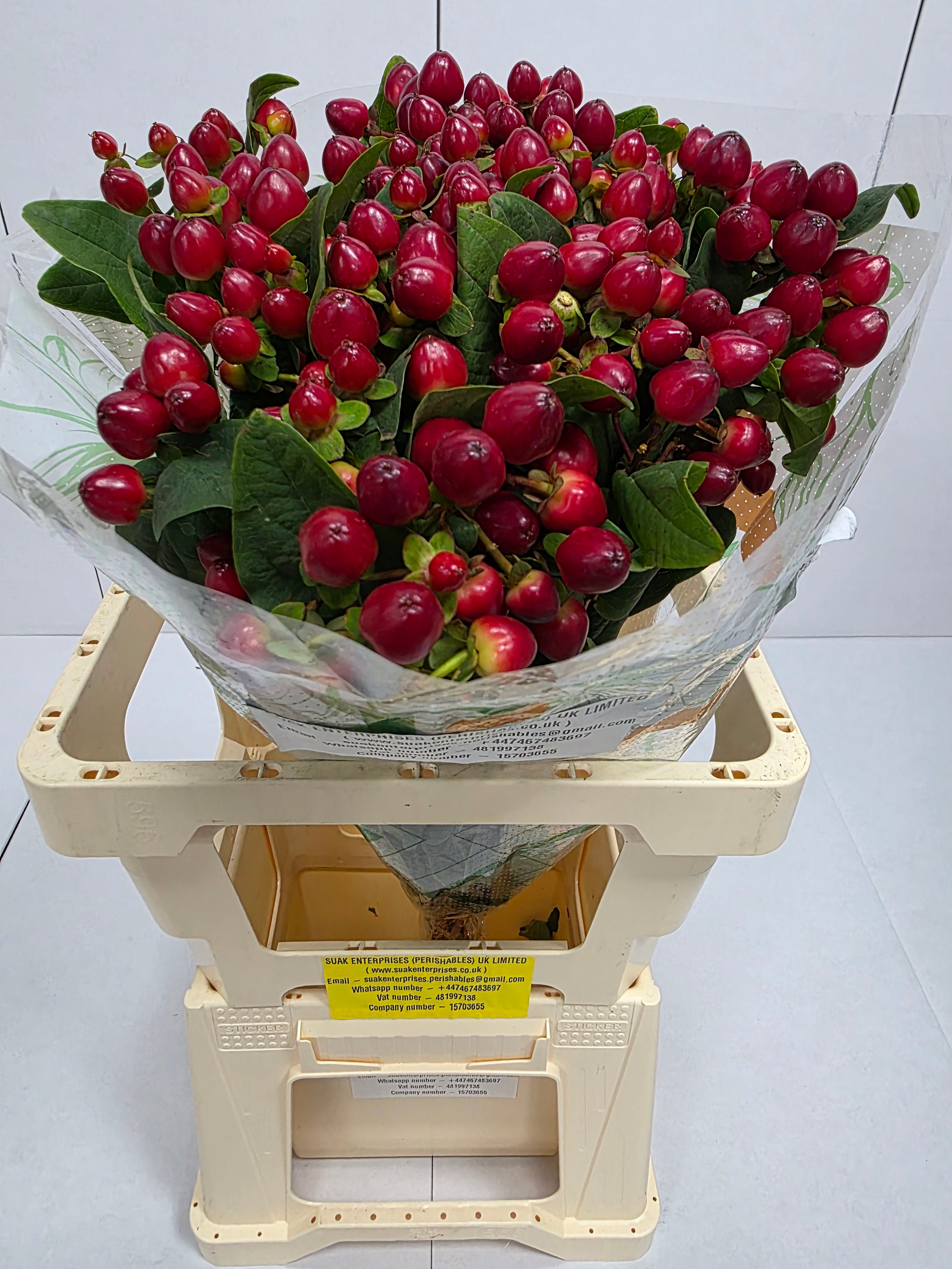 Farm Fresh Hypercium Mag Lightning(Bunch of 25stems, Length 60cm)