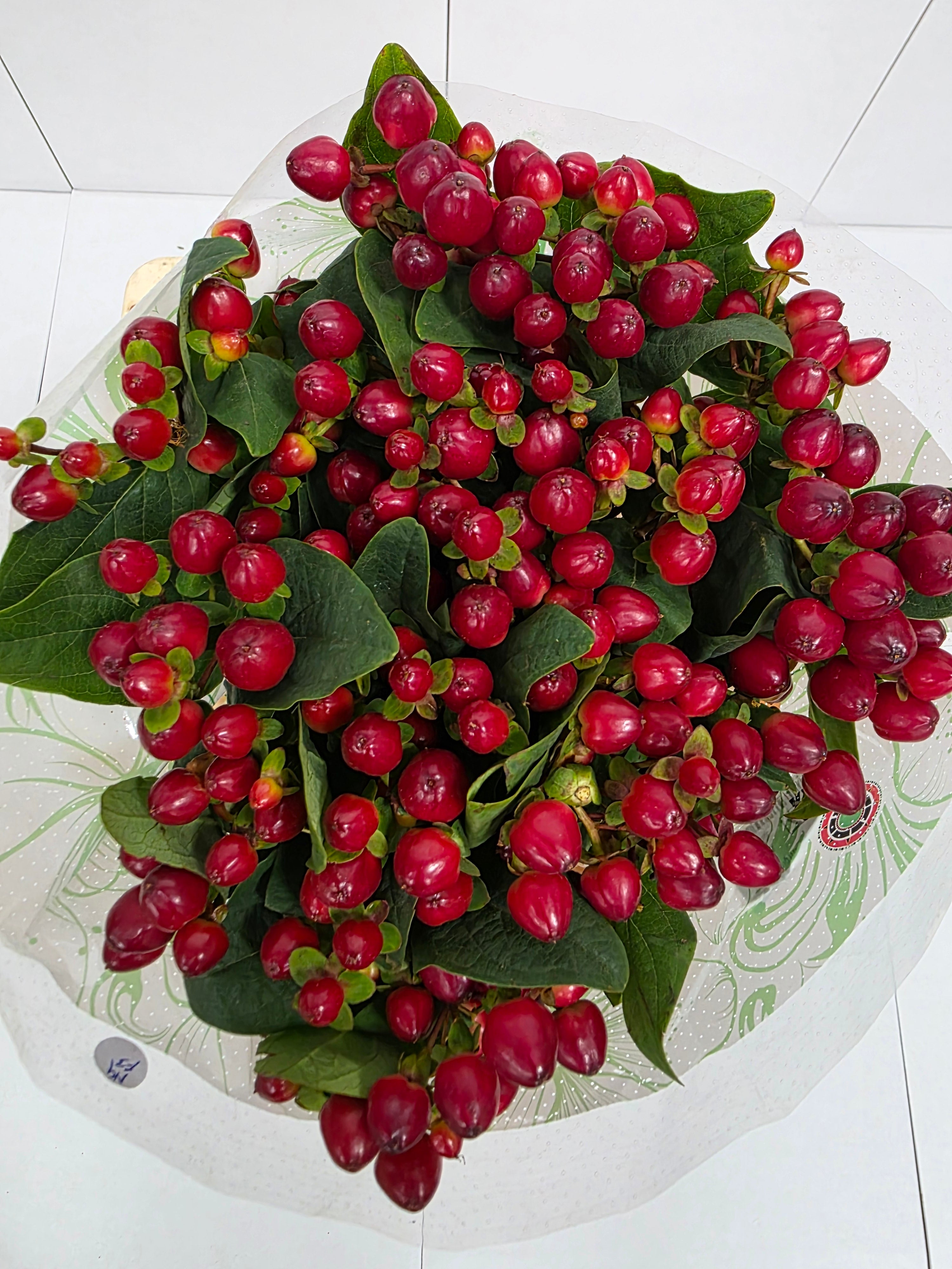 Farm Fresh Hypercium Mag Lightning(Bunch of 25stems, Length 60cm)