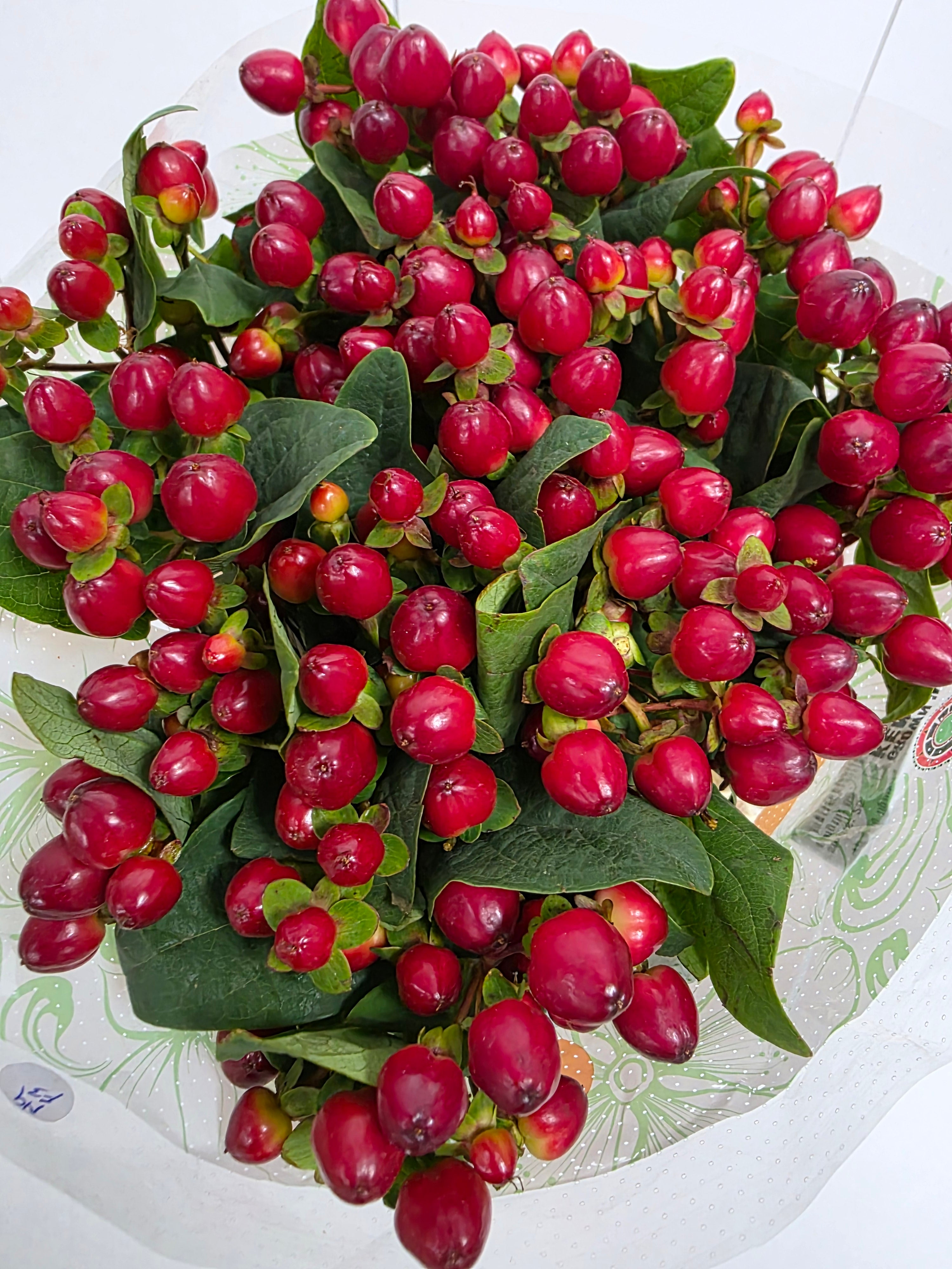 Farm Fresh Hypercium Mag Lightning(Bunch of 25stems, Length 60cm)