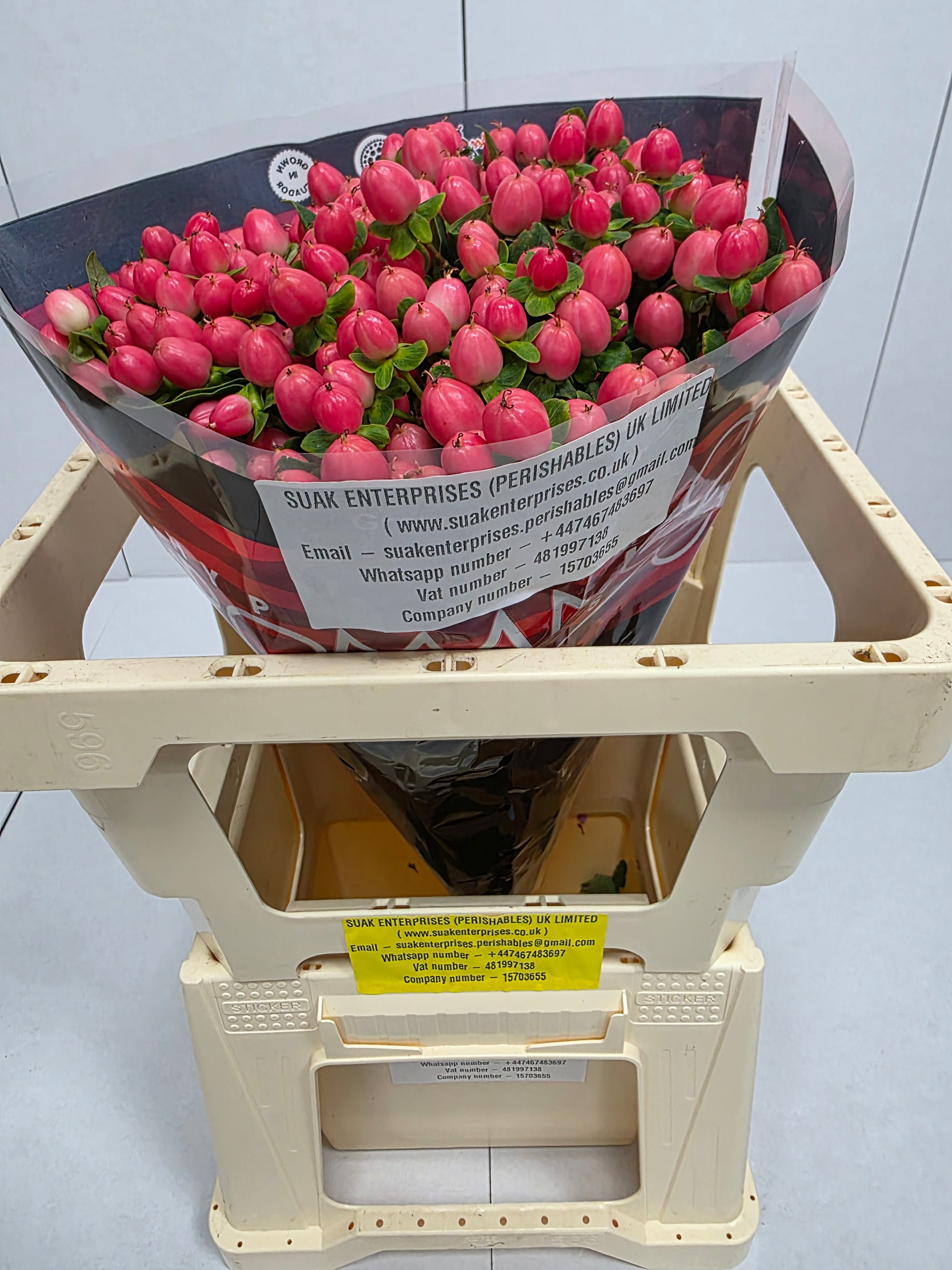 Farm Fresh Hypercium Sweet Romance(Bunch of 25stems, Length 50cm)