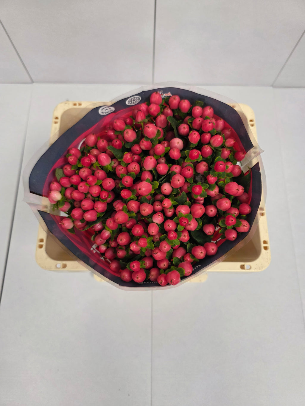 Farm Fresh Hypercium Sweet Romance(Bunch of 25stems, Length 50cm)