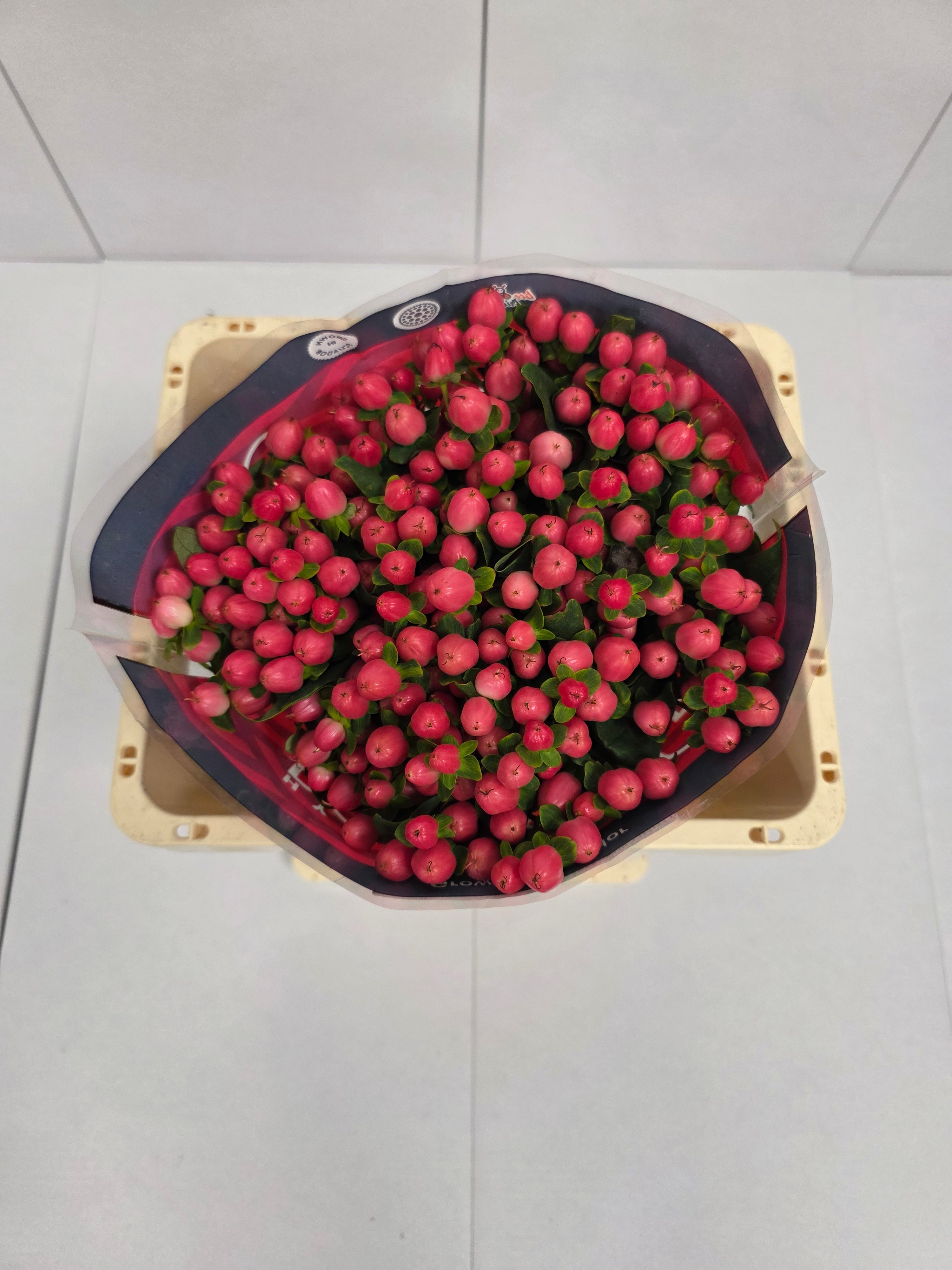 Farm Fresh Hypercium Sweet Romance(Bunch of 25stems, Length 50cm)