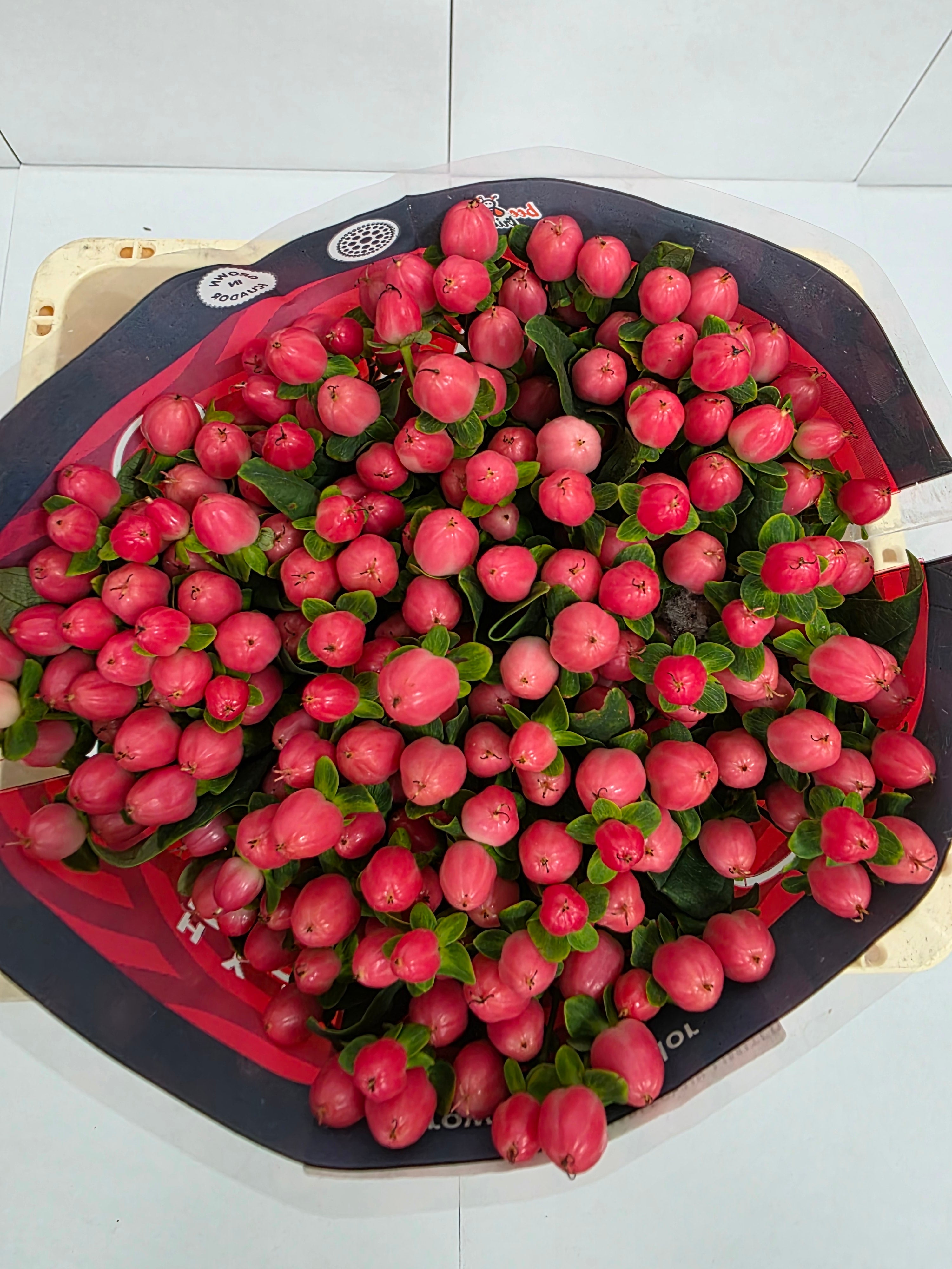 Farm Fresh Hypercium Sweet Romance(Bunch of 25stems, Length 50cm)