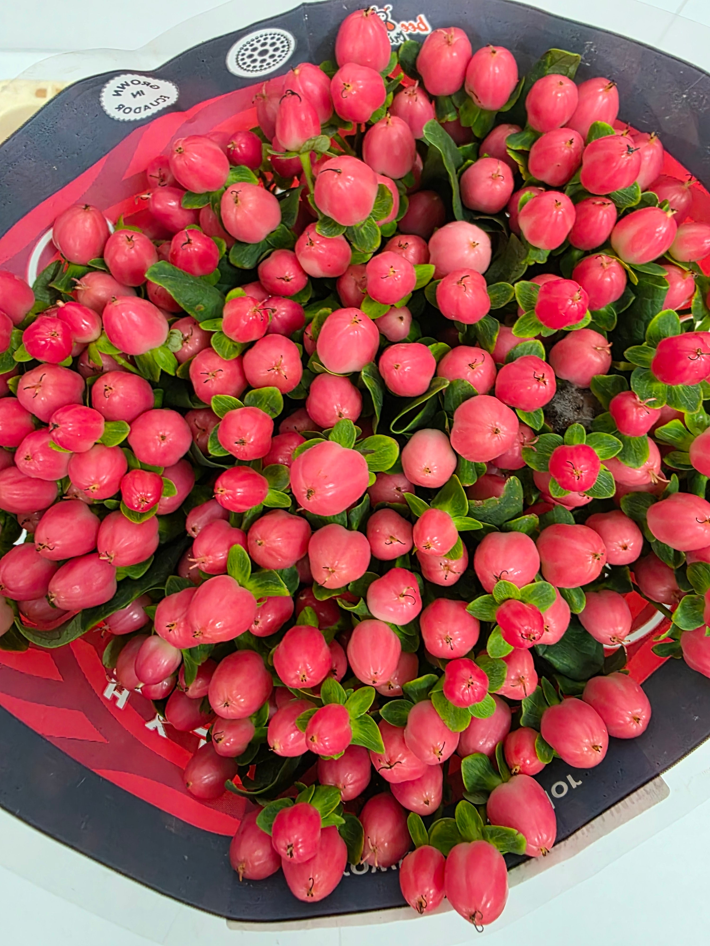 Farm Fresh Hypercium Sweet Romance(Bunch of 25stems, Length 50cm)
