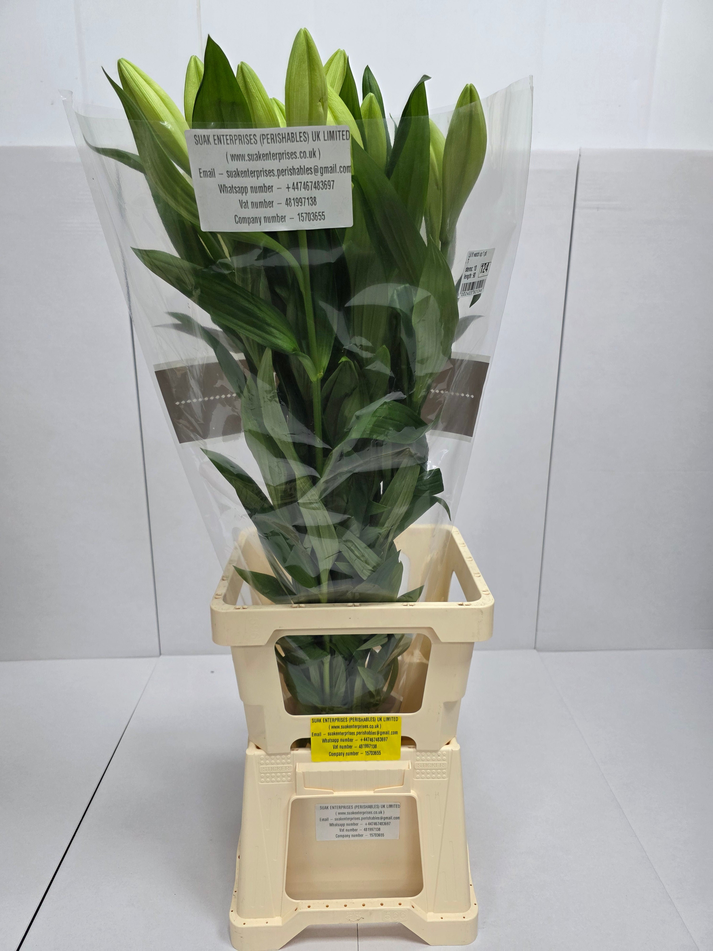 Farm Fresh Lilium Longifloram Watch up 1 Pit(Bunch of 10stems,Length 90cm)