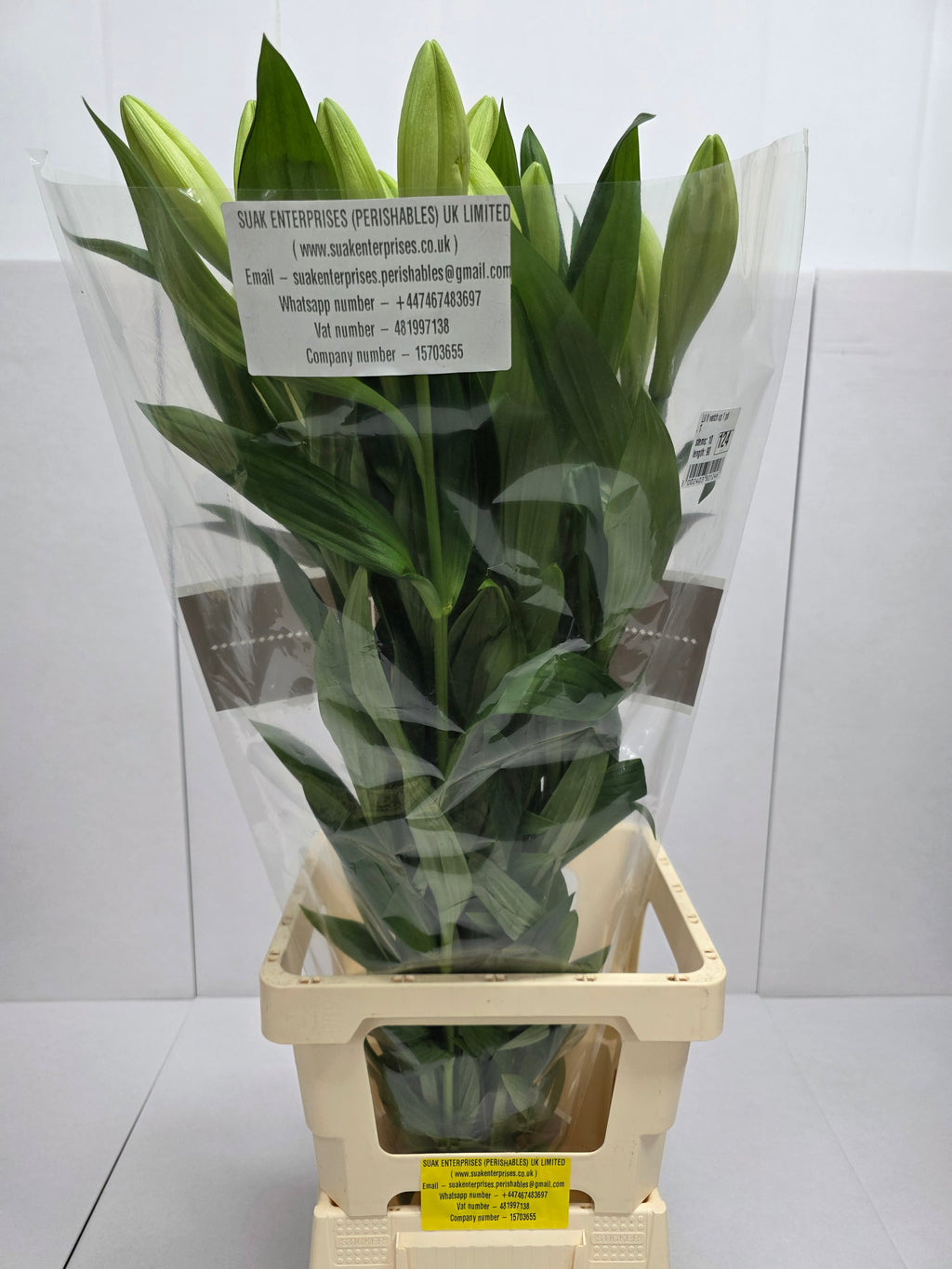 Farm Fresh Lilium Longifloram Watch up 1 Pit(Bunch of 10stems,Length 90cm)