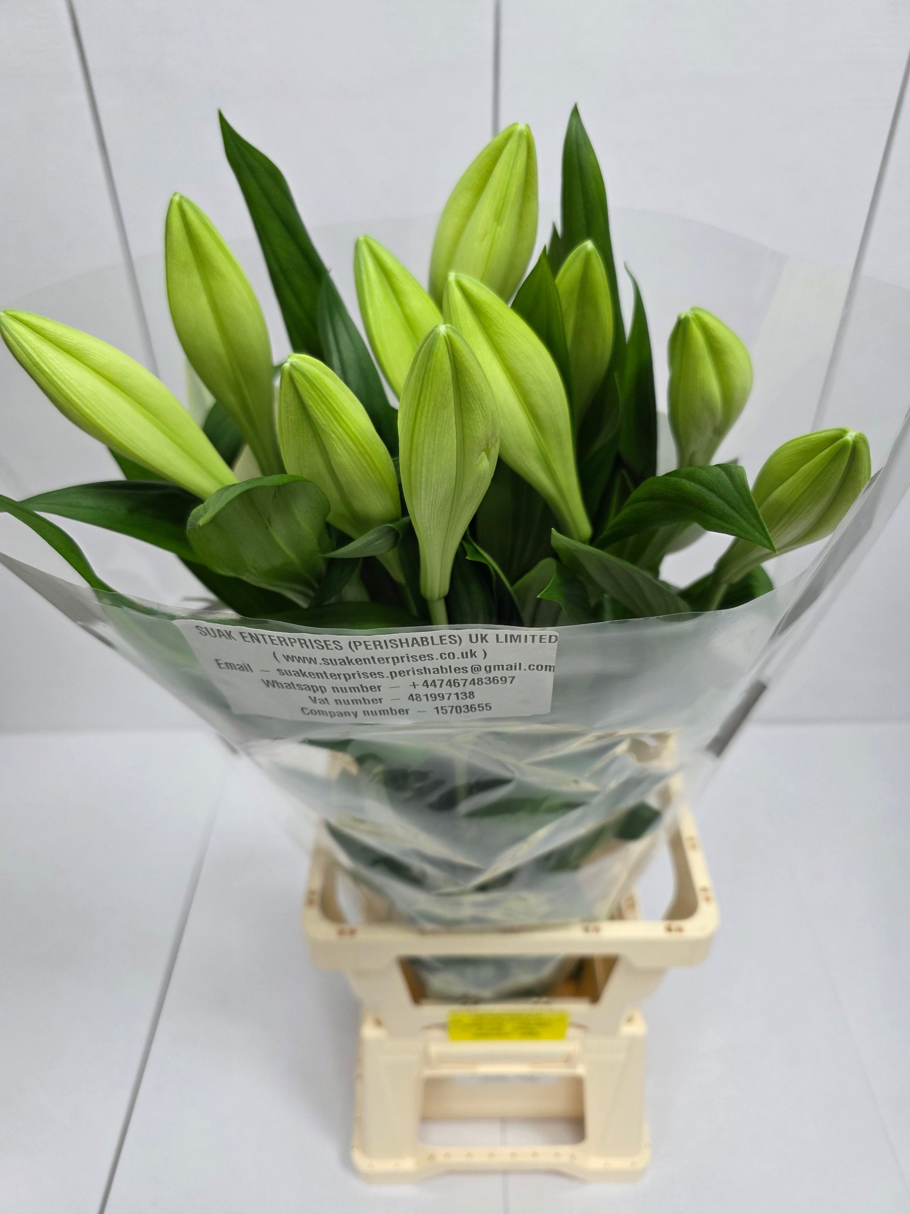 Farm Fresh Lilium Longifloram Watch up 1 Pit(Bunch of 10stems,Length 90cm)