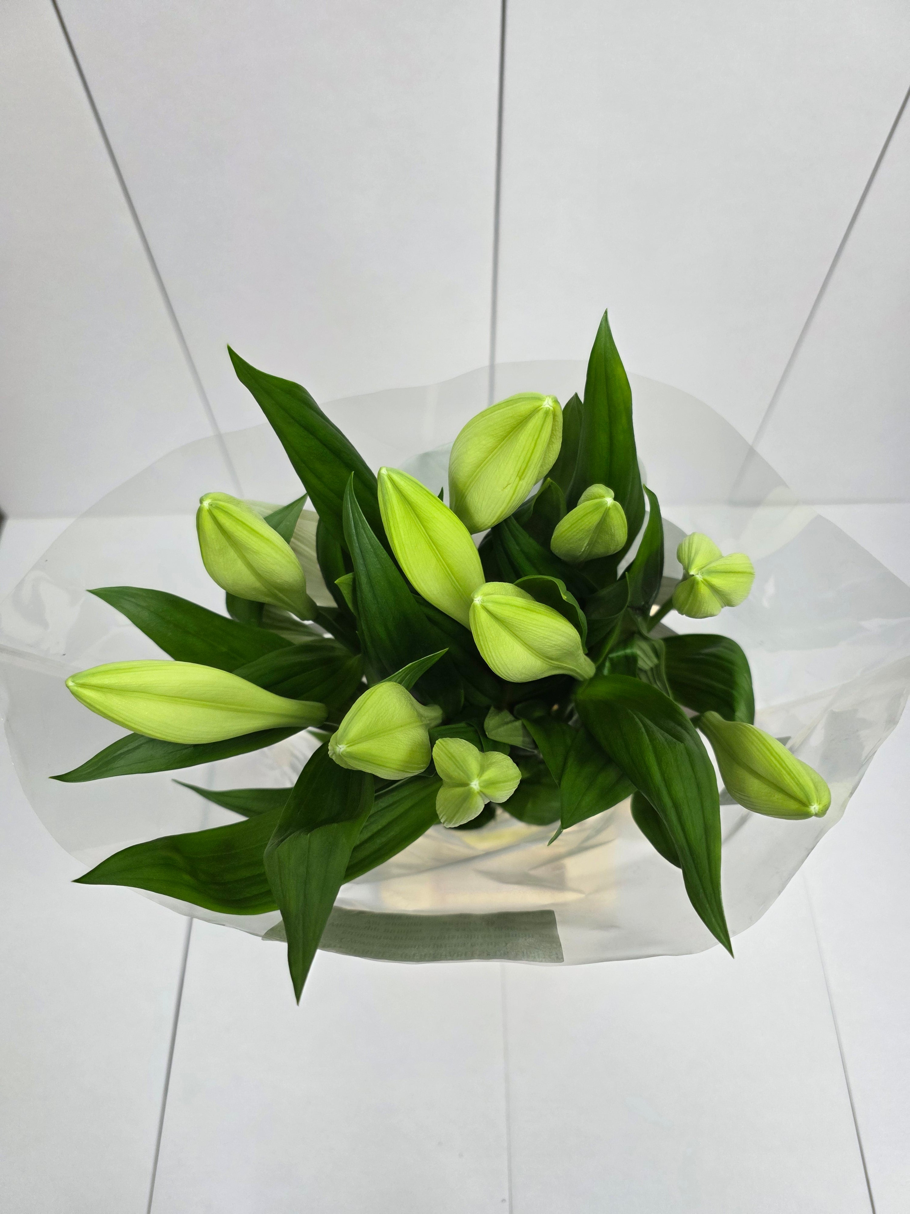 Farm Fresh Lilium Longifloram Watch up 1 Pit(Bunch of 10stems,Length 90cm)