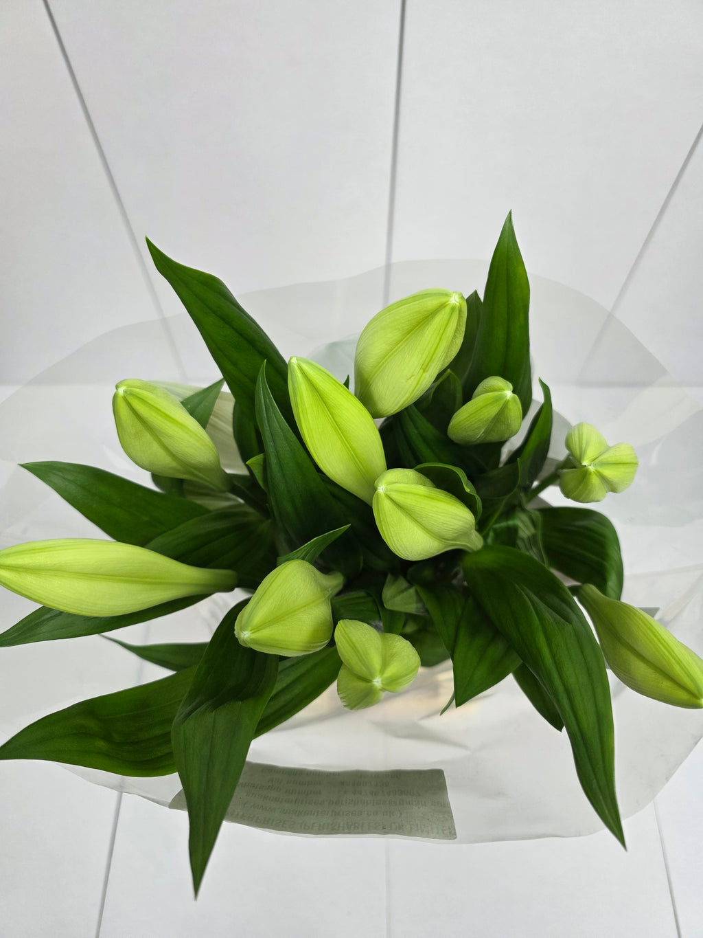 Farm Fresh Lilium Longifloram Watch up 1 Pit(Bunch of 10stems,Length 90cm)