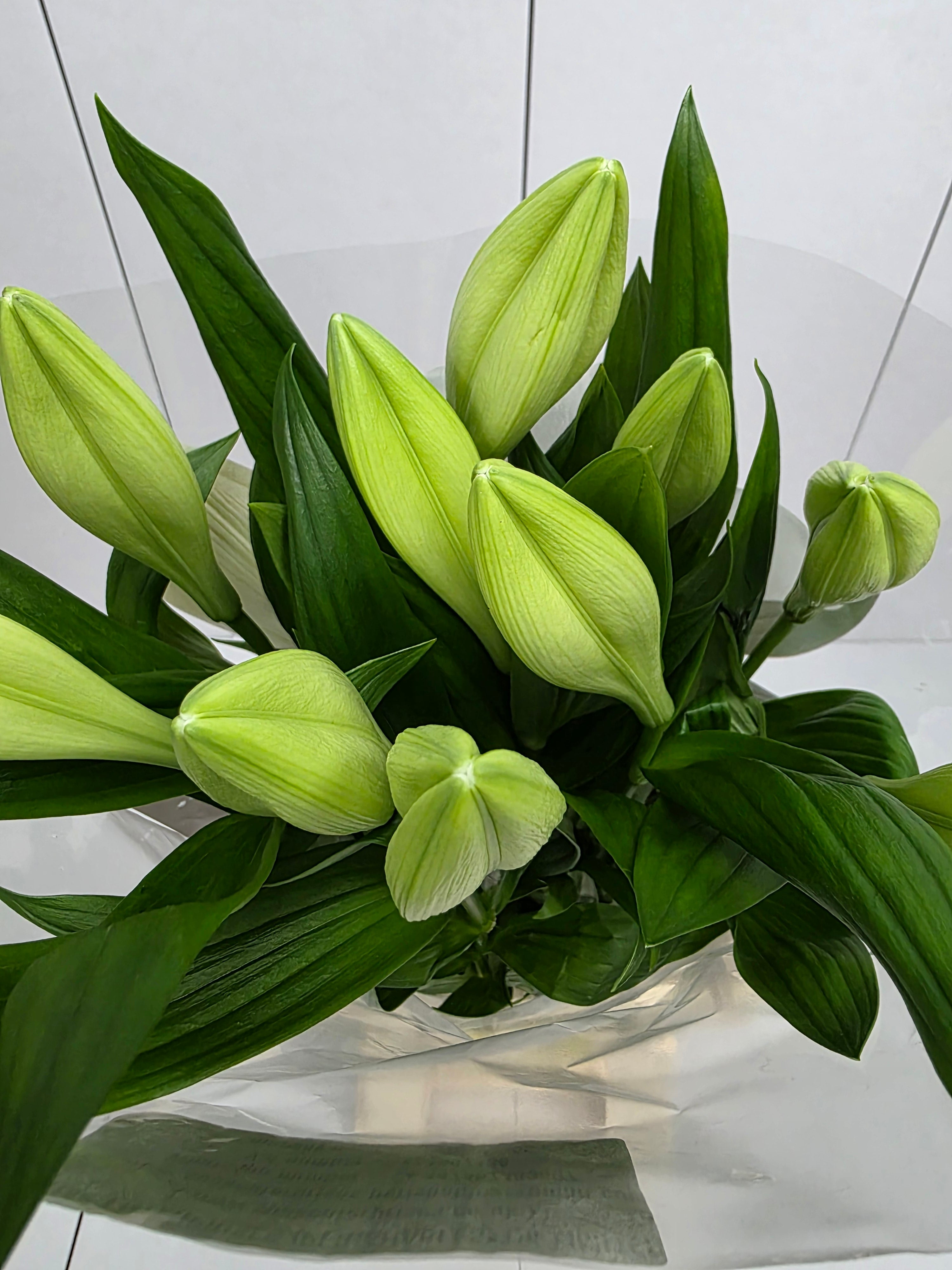 Farm Fresh Lilium Longifloram Watch up 1 Pit(Bunch of 10stems,Length 90cm)