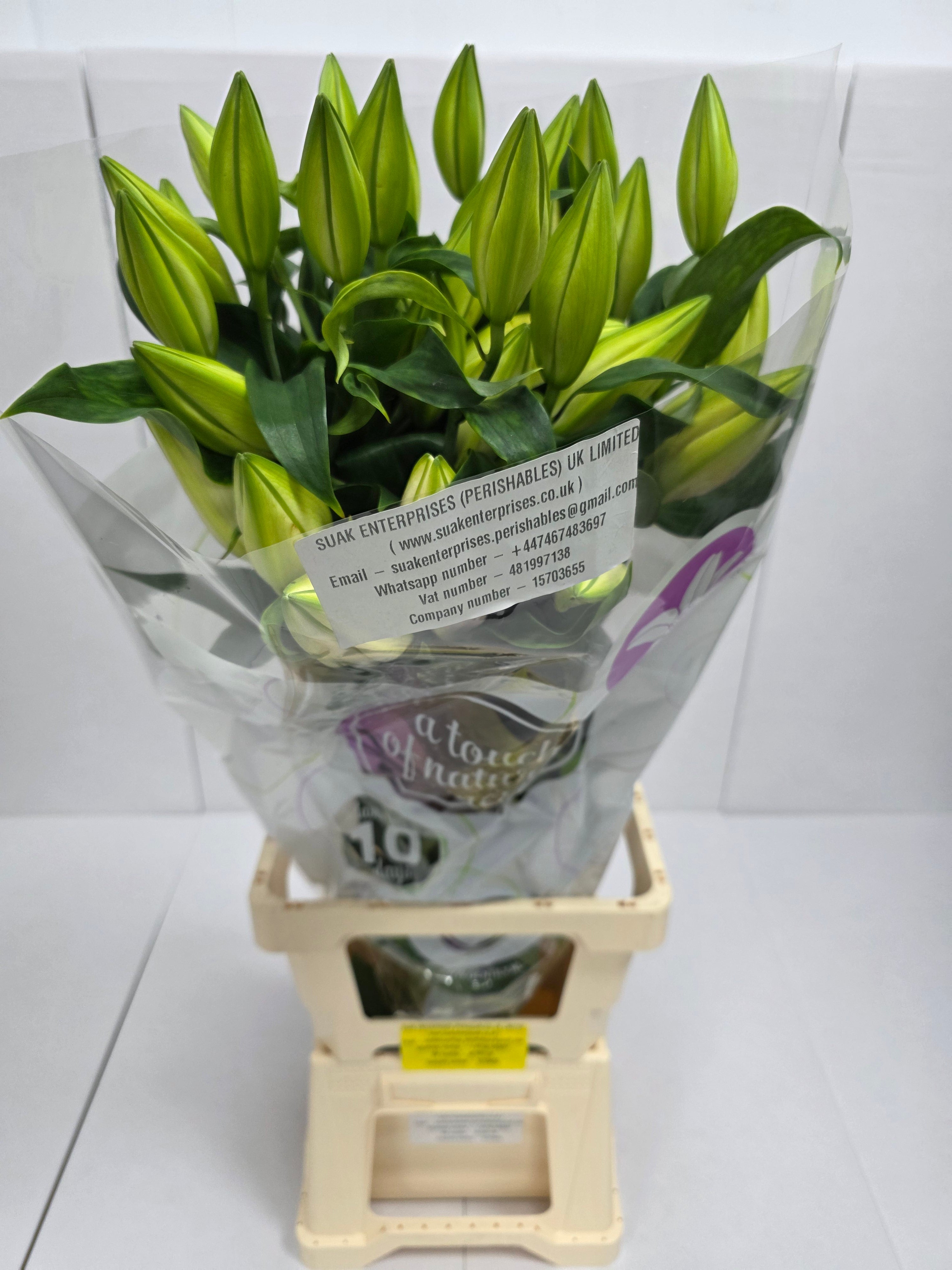 Farm Fresh Lilium Oriental Catemaco4+(Bunch of 10stems,Length 95cm)