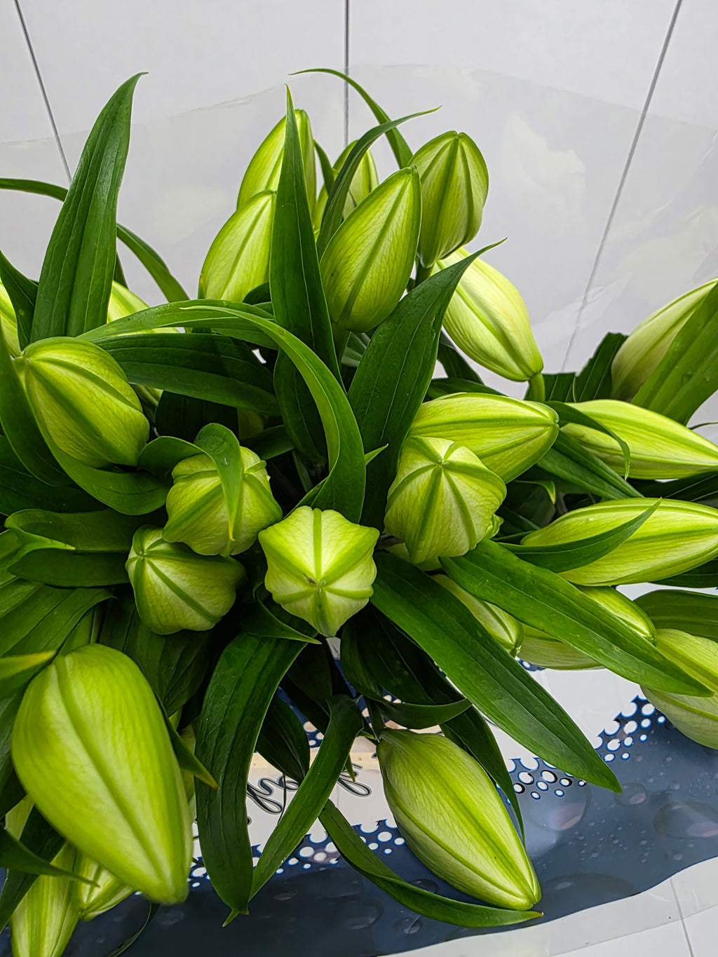 Farm Fresh Lilium Oriental Guapa (Double) 4+1 (Bunch of 10stems,Length 90cm)