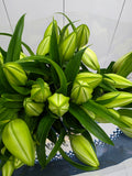 Farm Fresh Lilium Oriental Guapa (Double) 4+1 (Bunch of 10stems,Length 90cm)