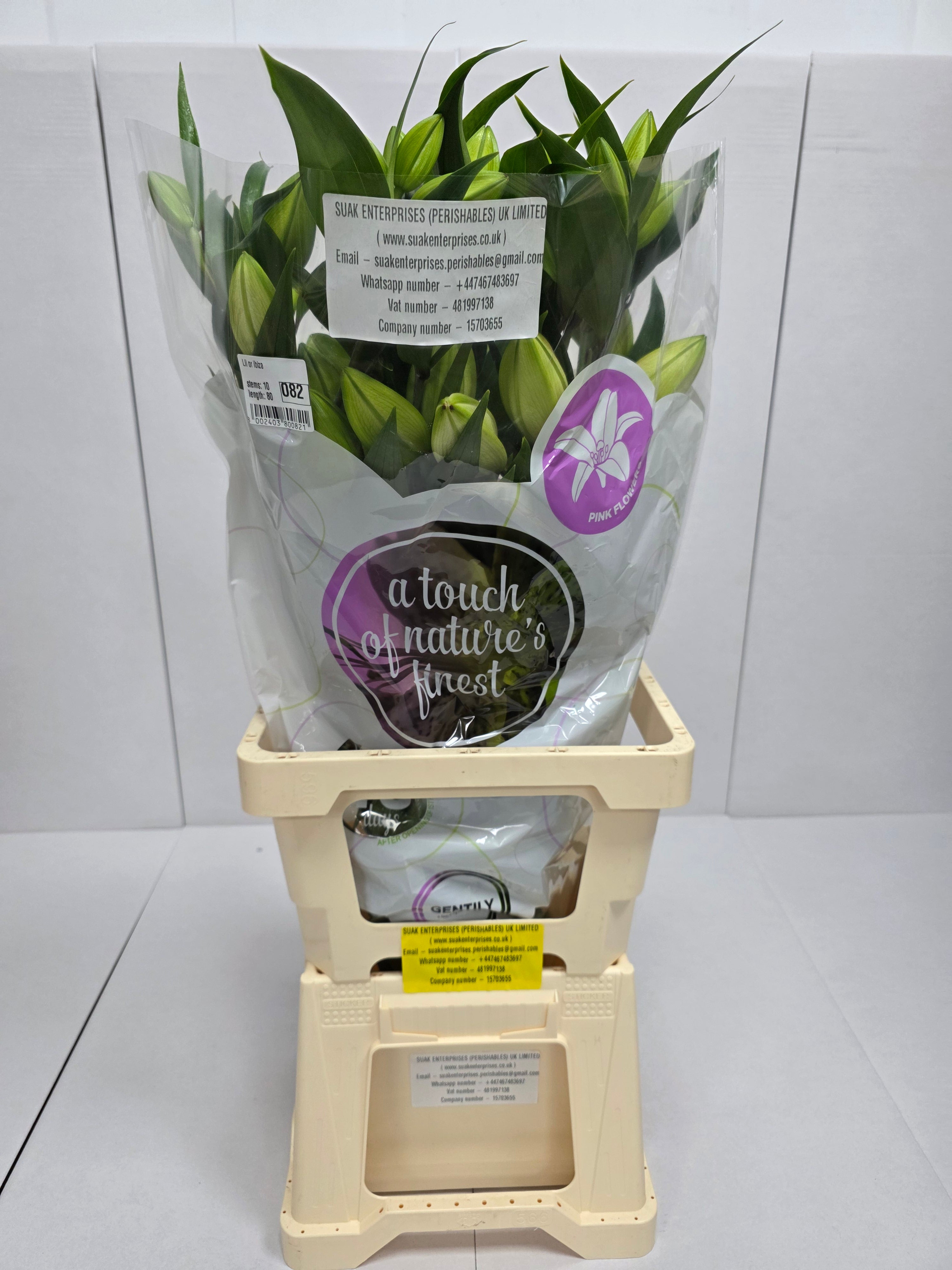 Farm Fresh Lilium Oriental ibiza 3+(Bunch of 10stems,Length 80cm)