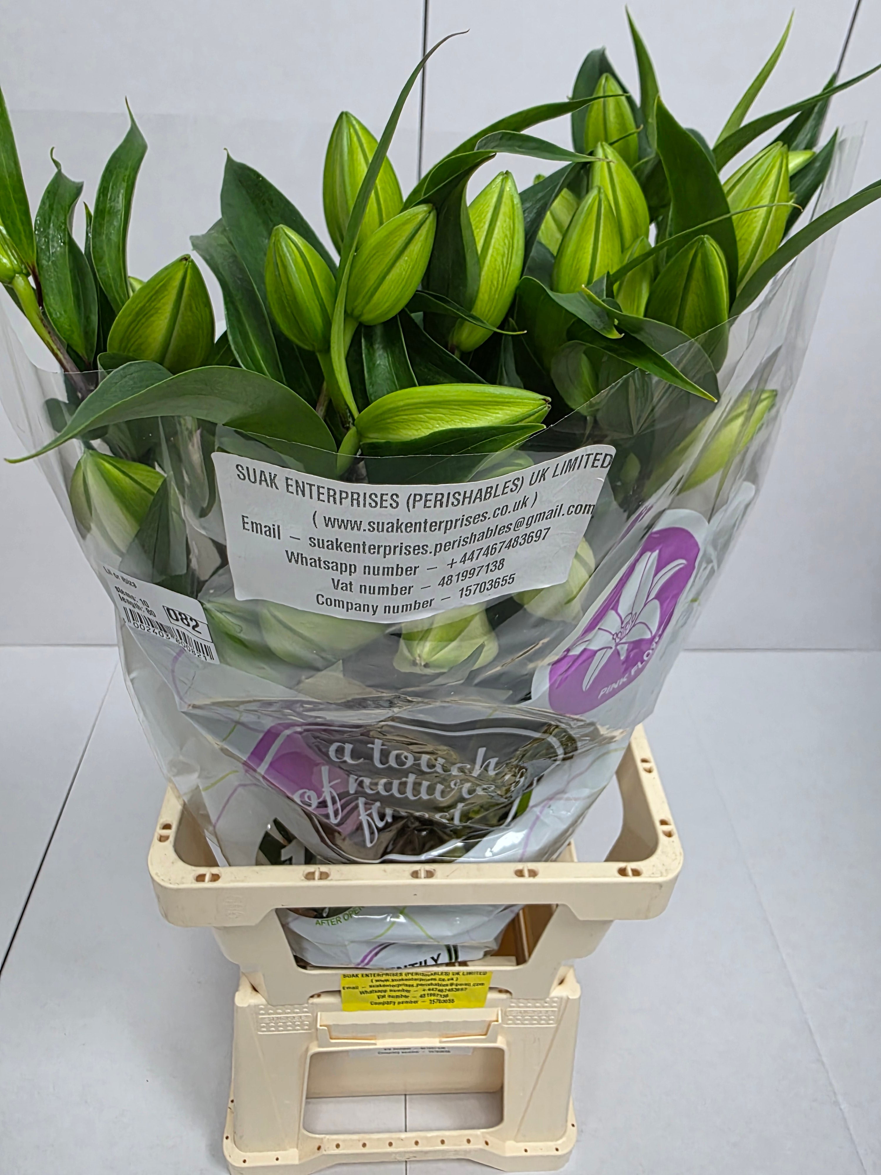 Farm Fresh Lilium Oriental ibiza 3+(Bunch of 10stems,Length 80cm)