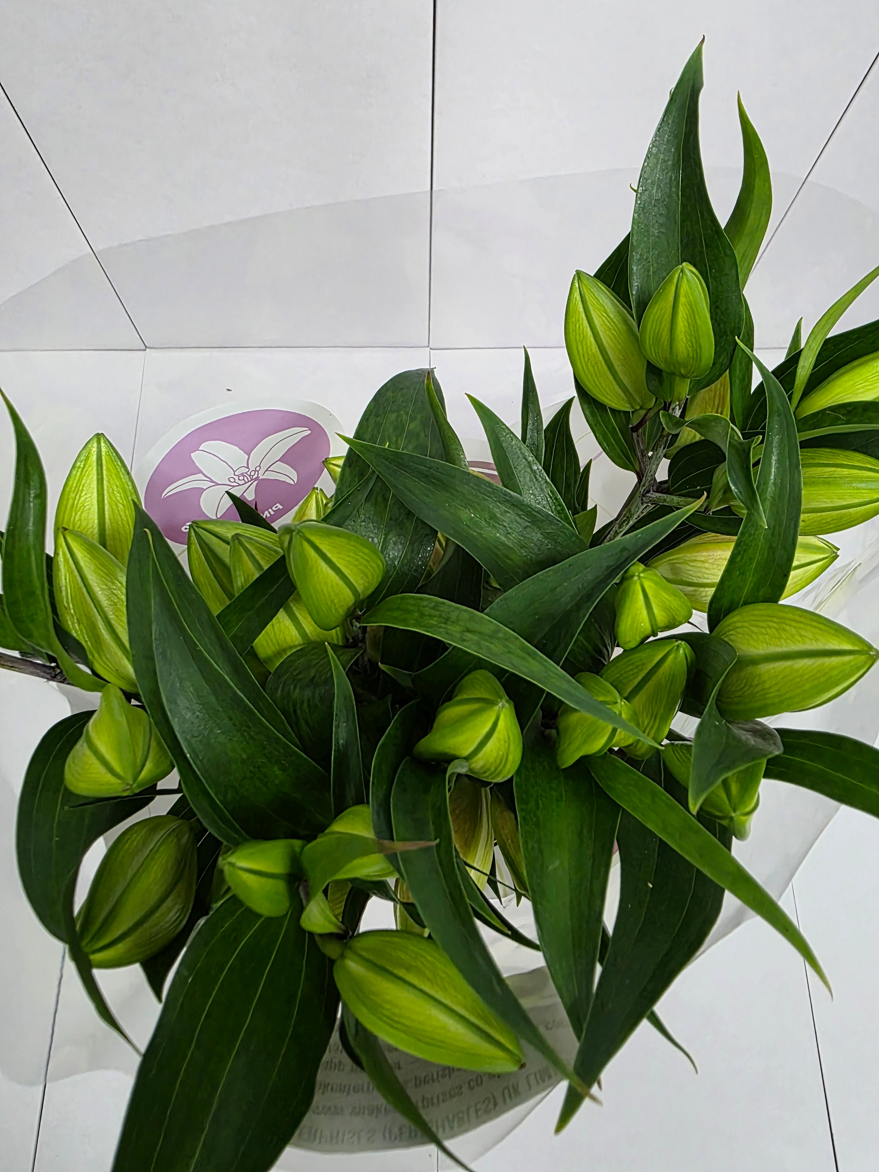 Farm Fresh Lilium Oriental ibiza 3+(Bunch of 10stems,Length 80cm)