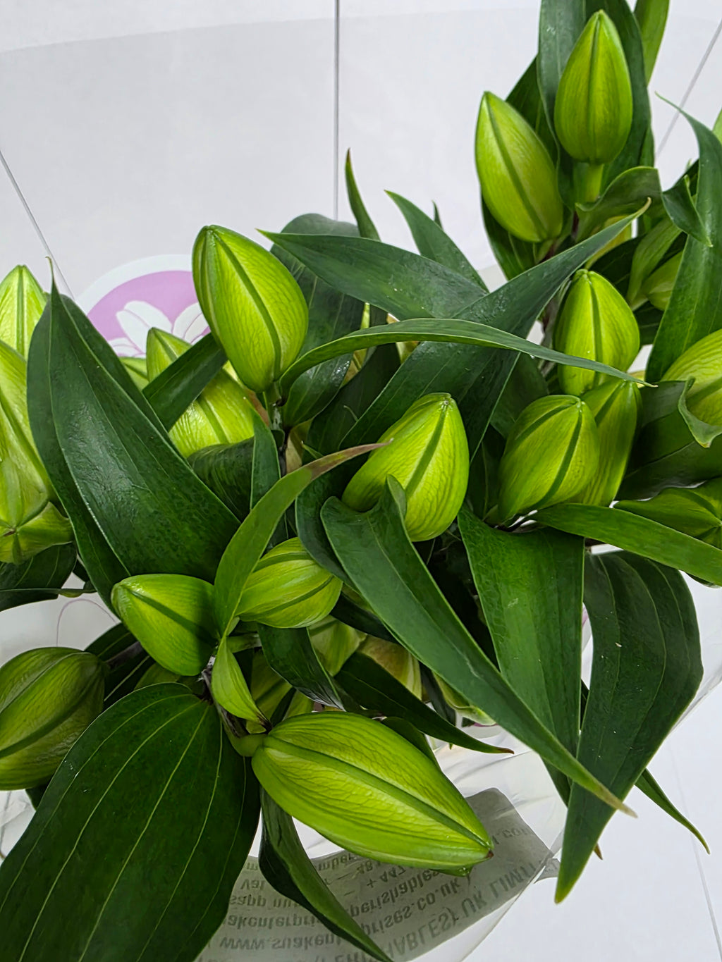 Farm Fresh Lilium Oriental ibiza 3+(Bunch of 10stems,Length 80cm)
