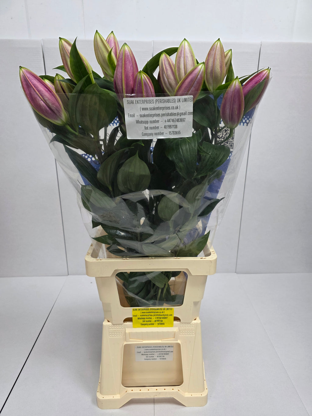 Farm Fresh Lilium Oriental Pico 2+(Bunch of 10stems,Length 85cm)