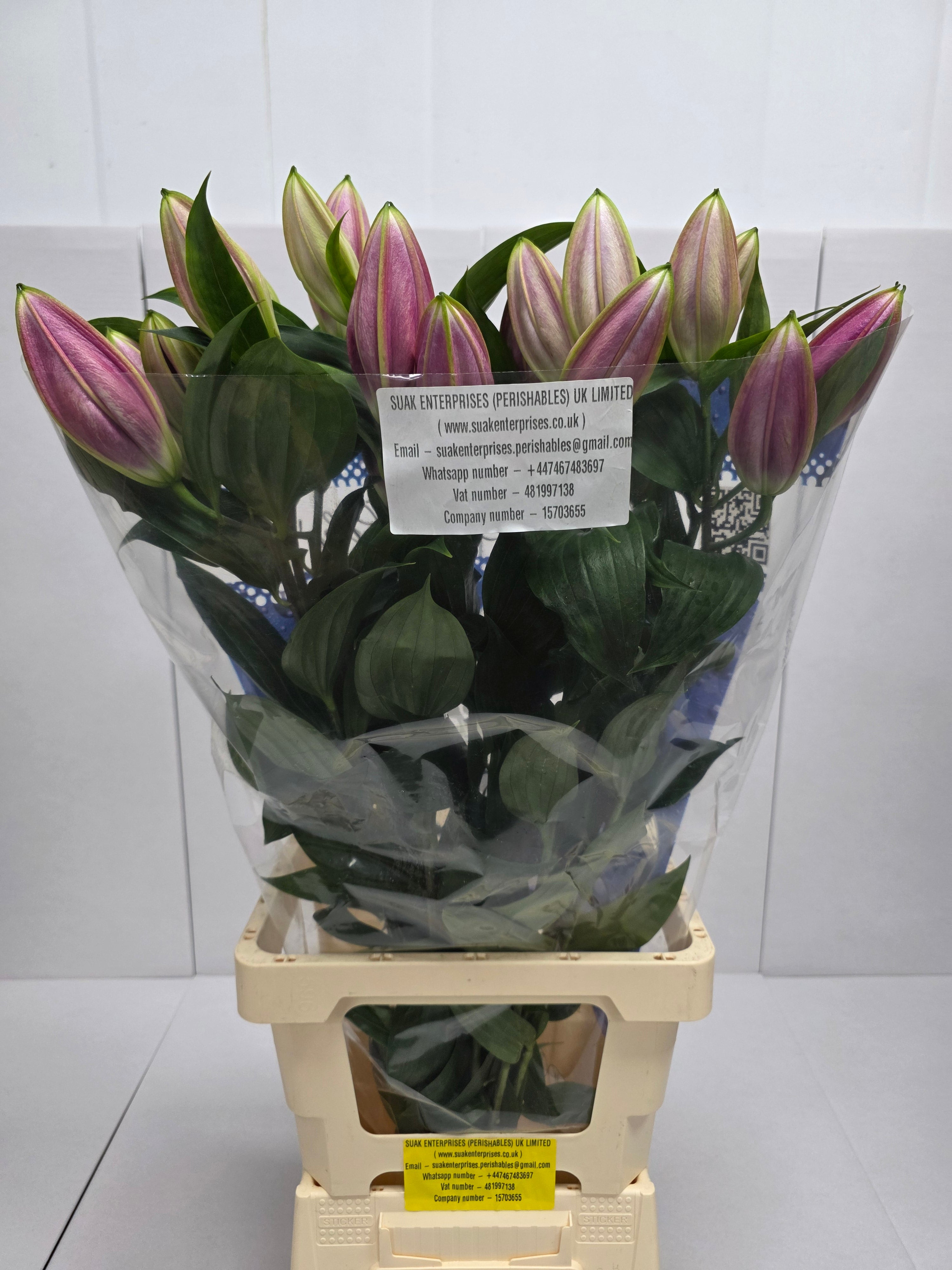 Farm Fresh Lilium Oriental Pico 2+(Bunch of 10stems,Length 85cm)