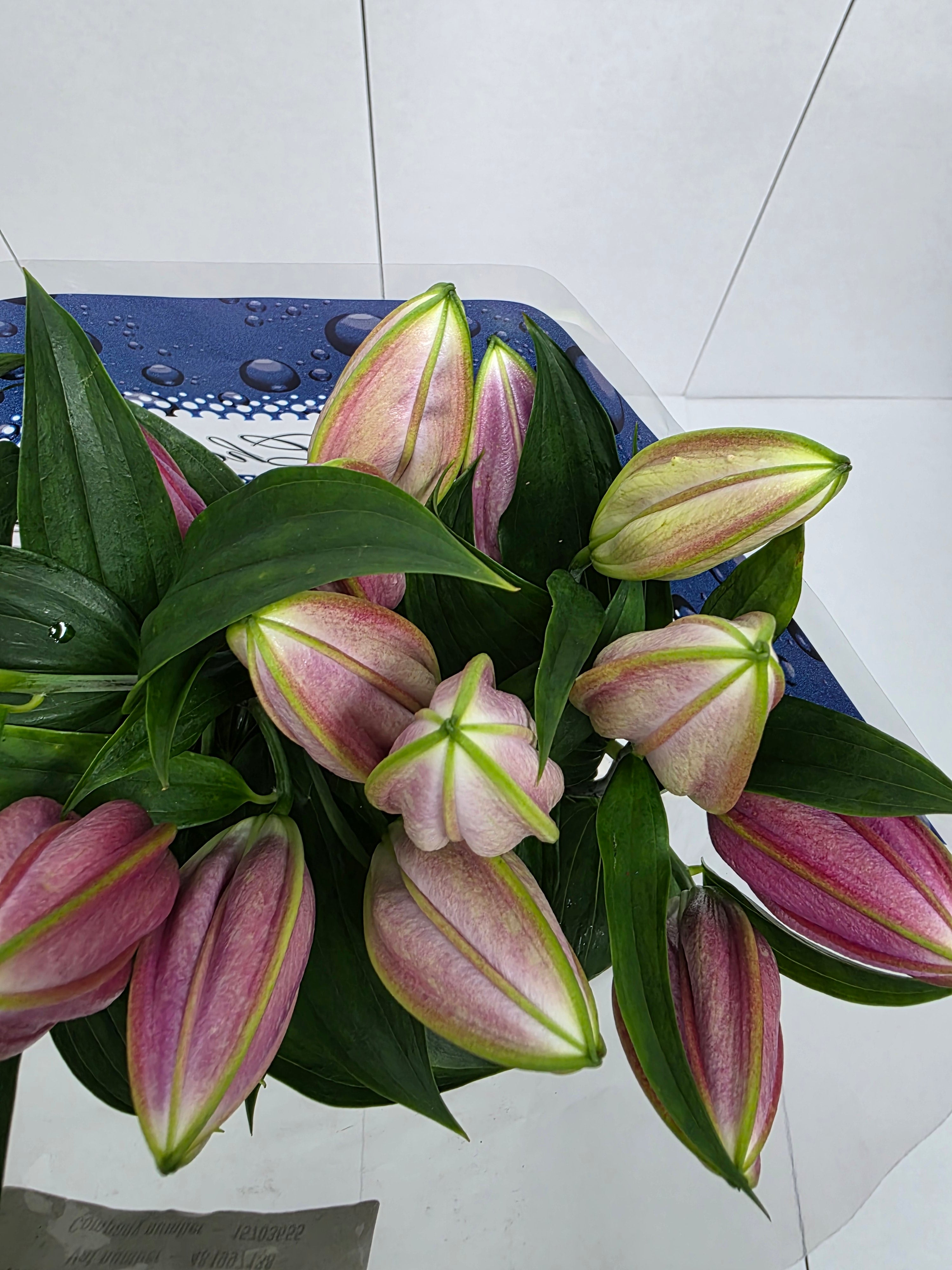 Farm Fresh Lilium Oriental Pico 2+(Bunch of 10stems,Length 85cm)
