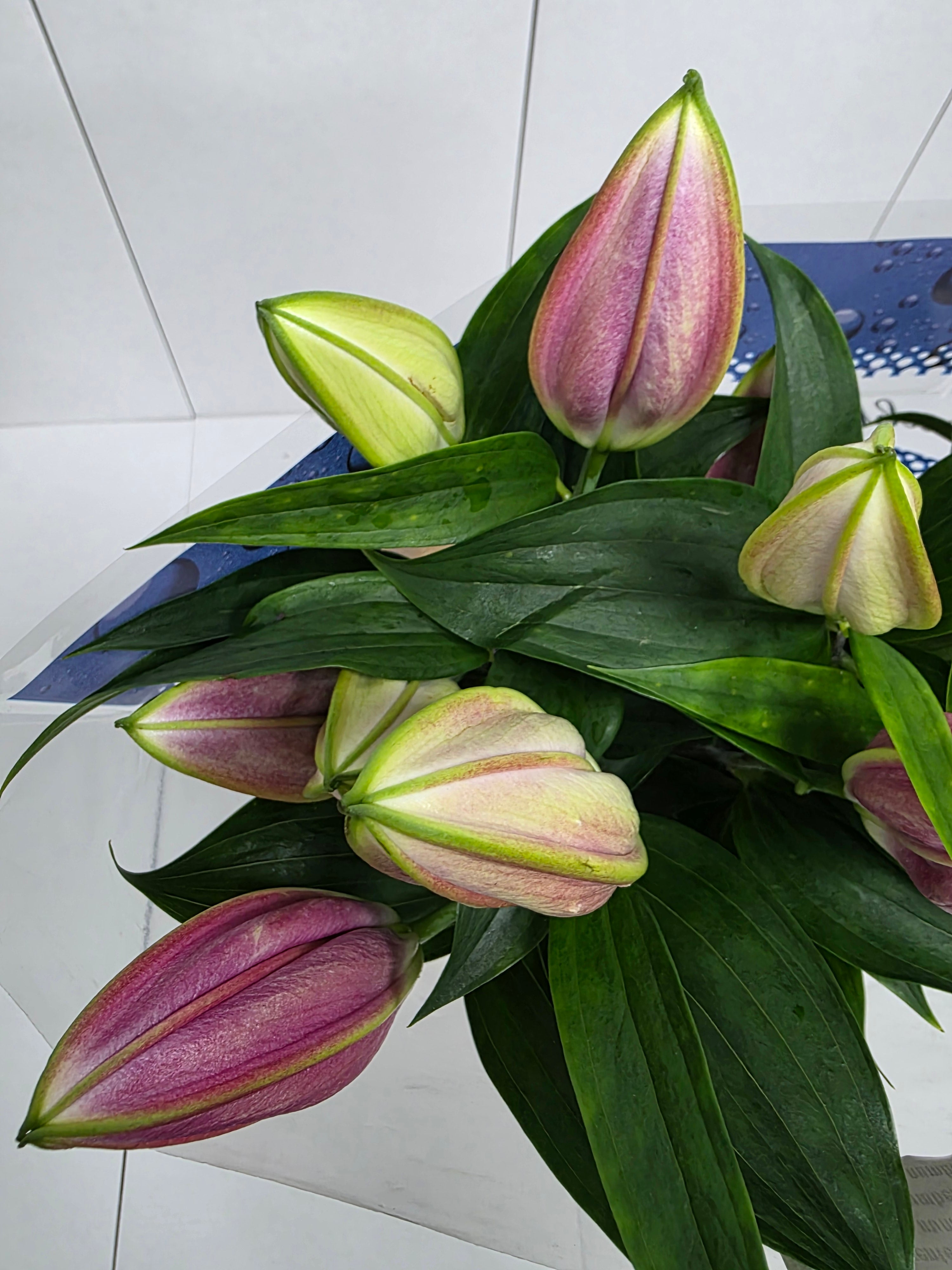 Farm Fresh Lilium Oriental Pico 2+(Bunch of 10stems,Length 85cm)