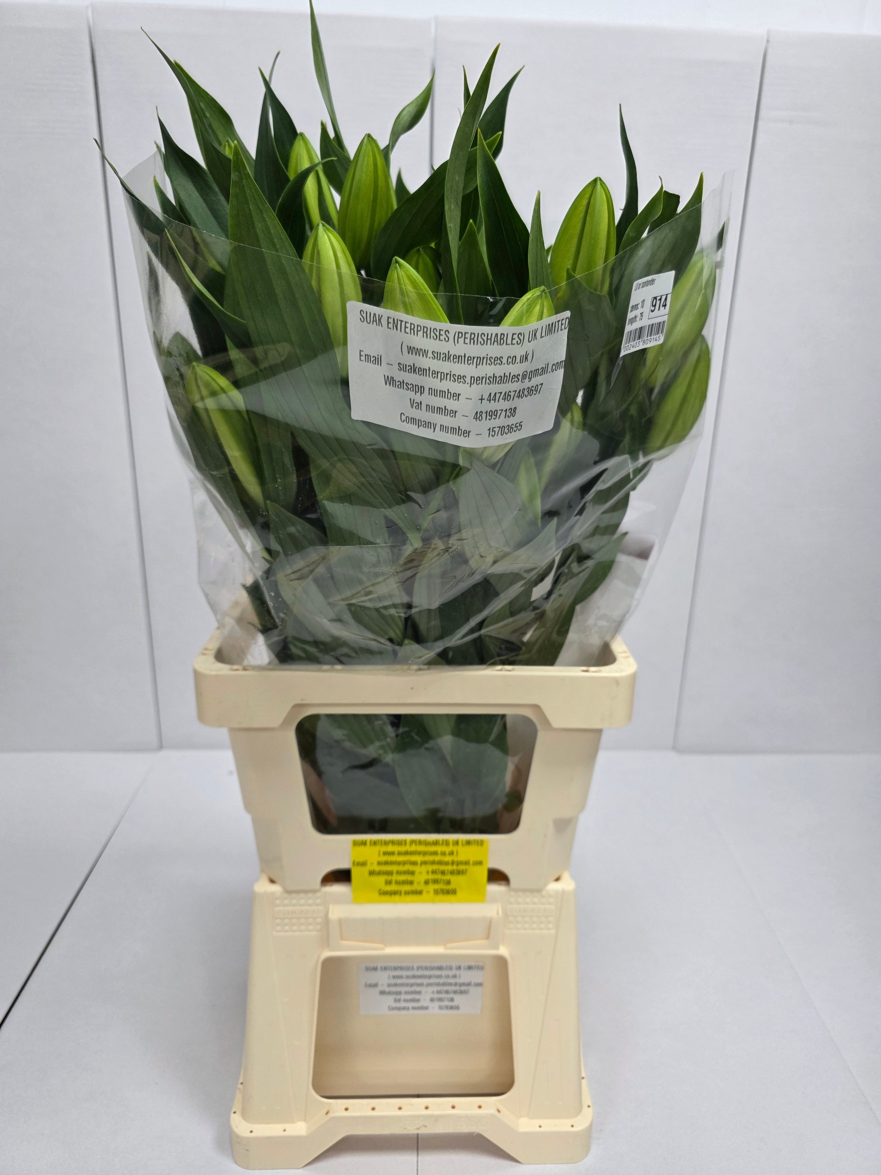 Farm Fresh Lilium Oriental Santander 2+(Bunch of 10stems,Length 75cm)