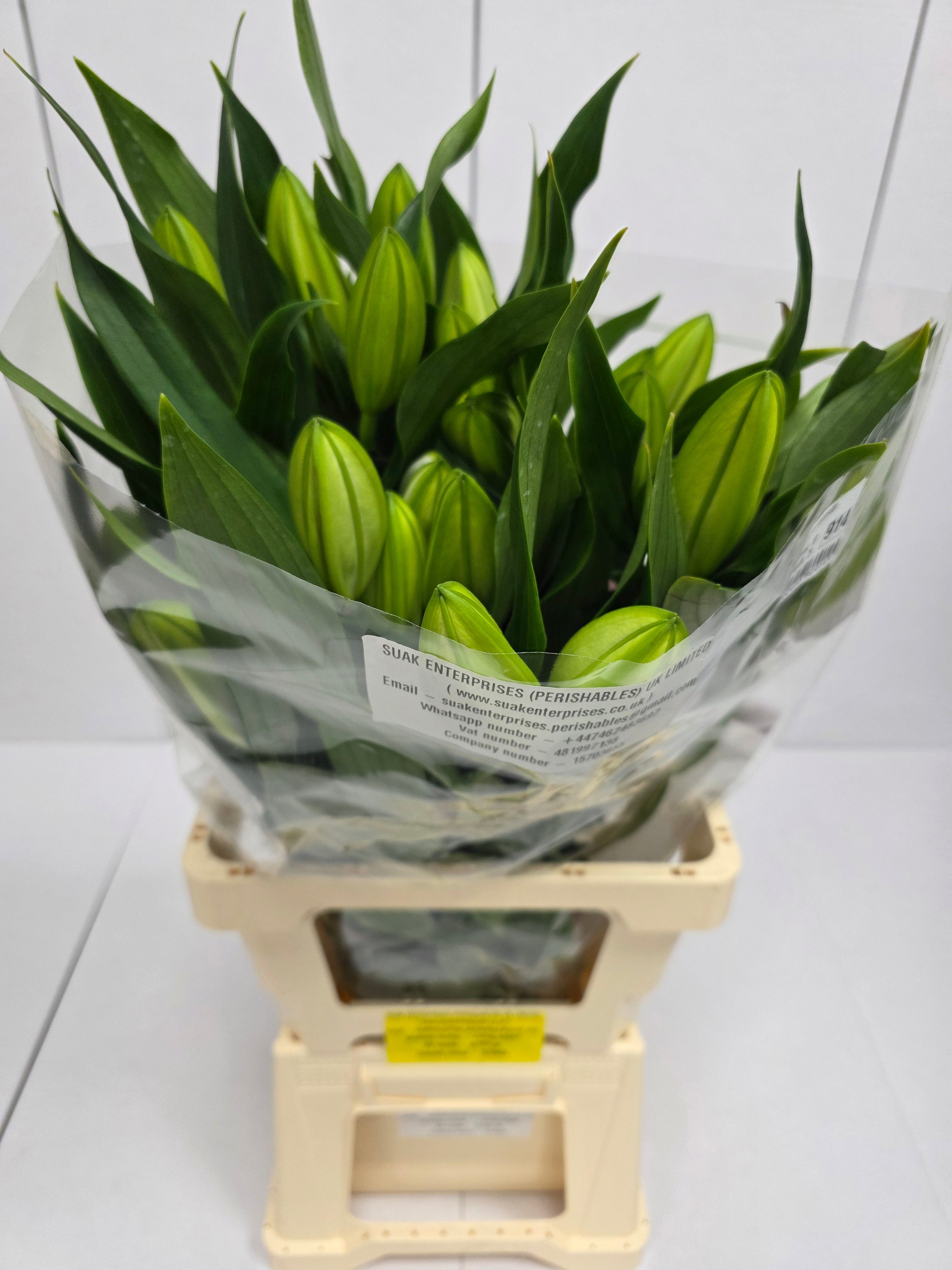 Farm Fresh Lilium Oriental Santander 2+(Bunch of 10stems,Length 75cm)