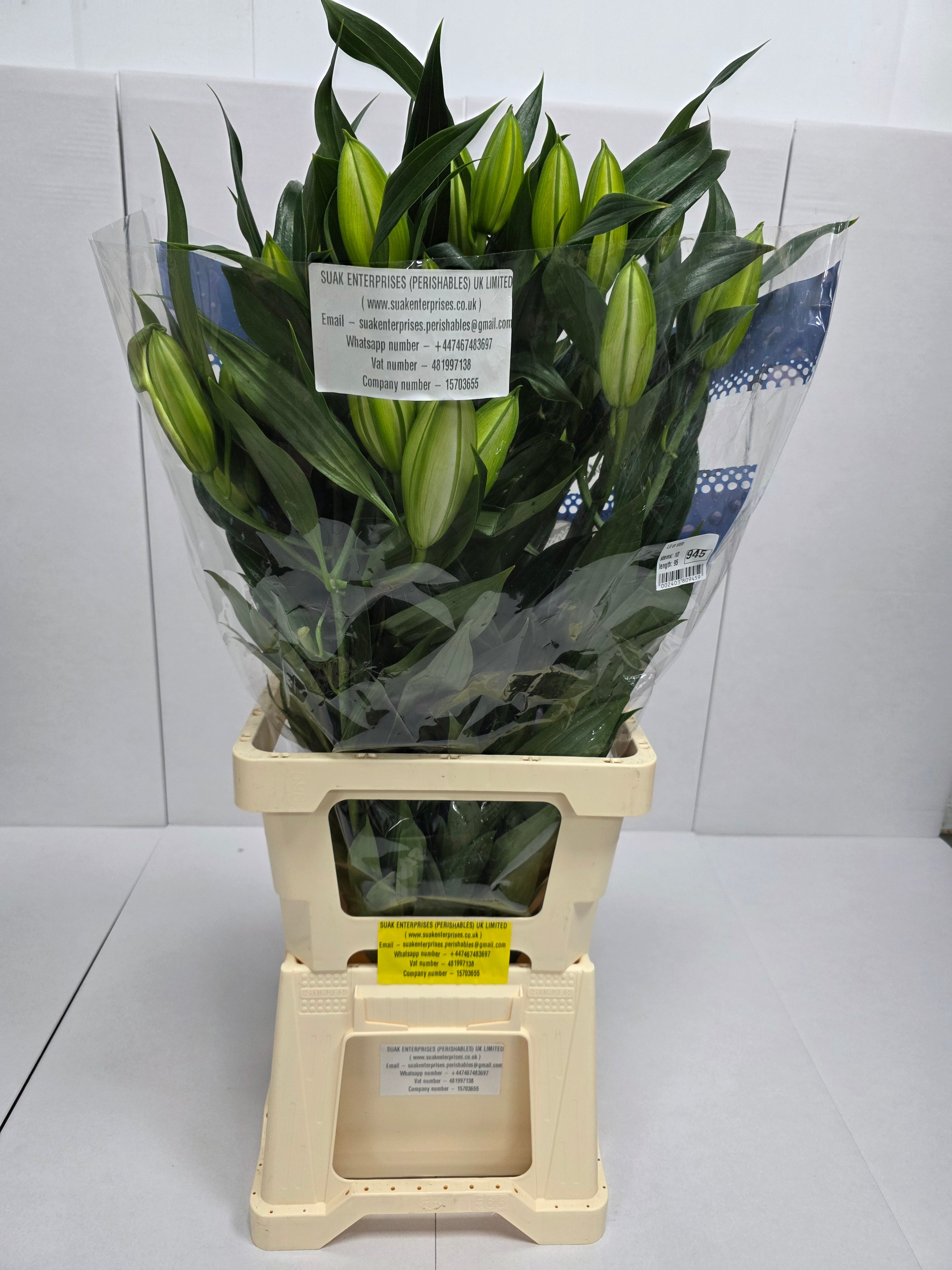Farm Fresh Lilium Oriental Sisto 3+(Bunch of 10stems,Length 95cm)