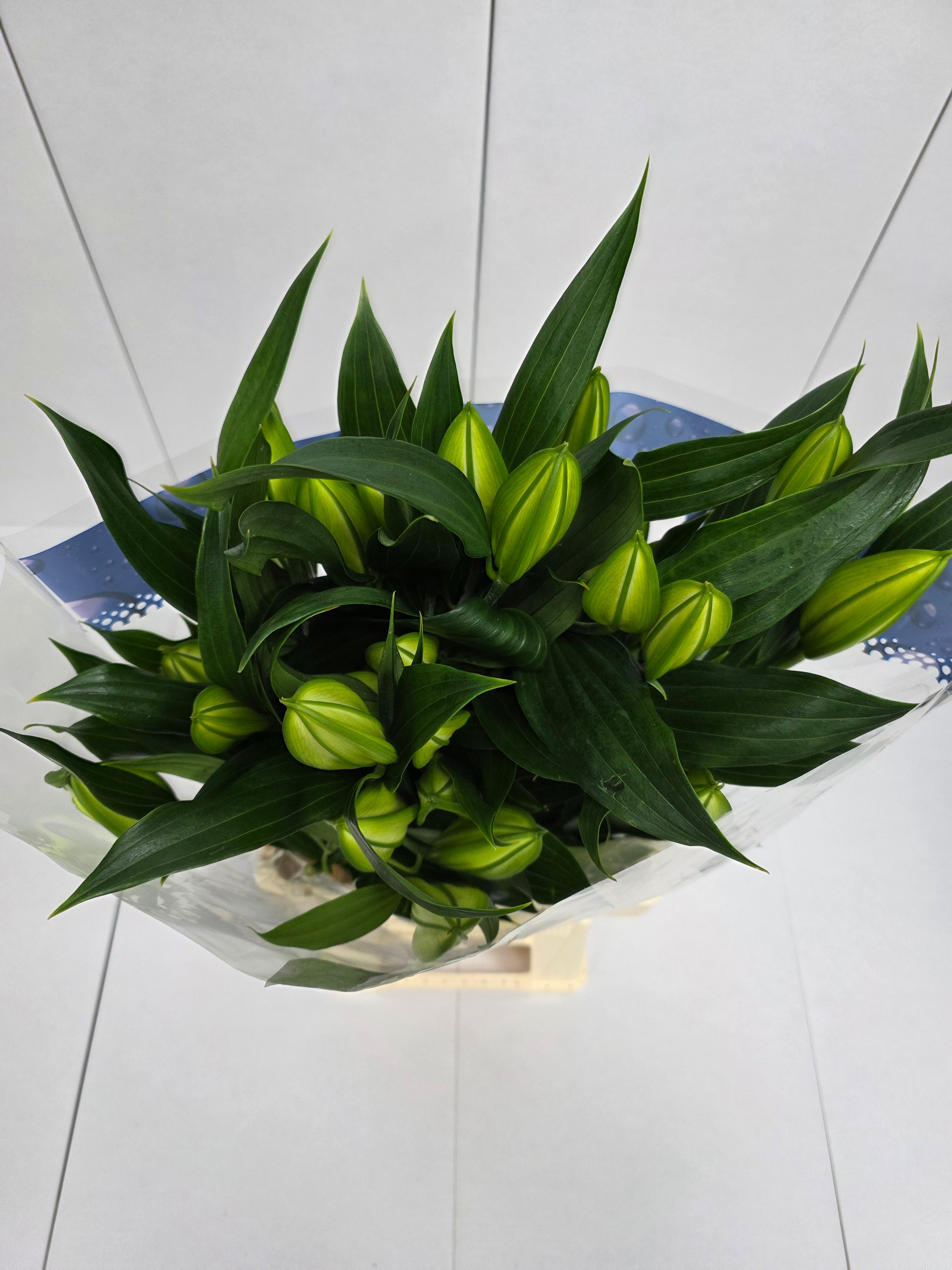 Farm Fresh Lilium Oriental Sisto 3+(Bunch of 10stems,Length 95cm)