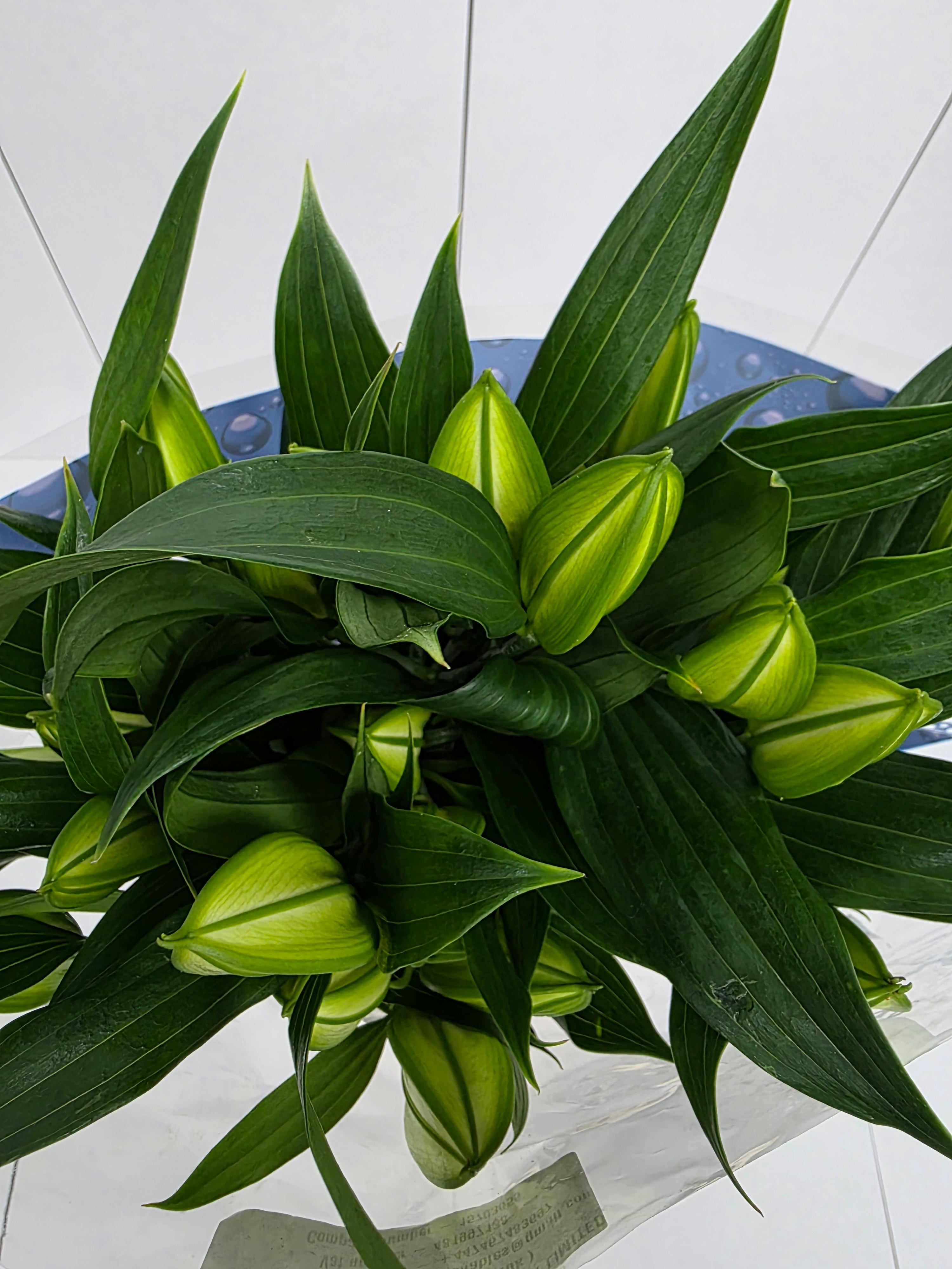 Farm Fresh Lilium Oriental Sisto 3+(Bunch of 10stems,Length 95cm)