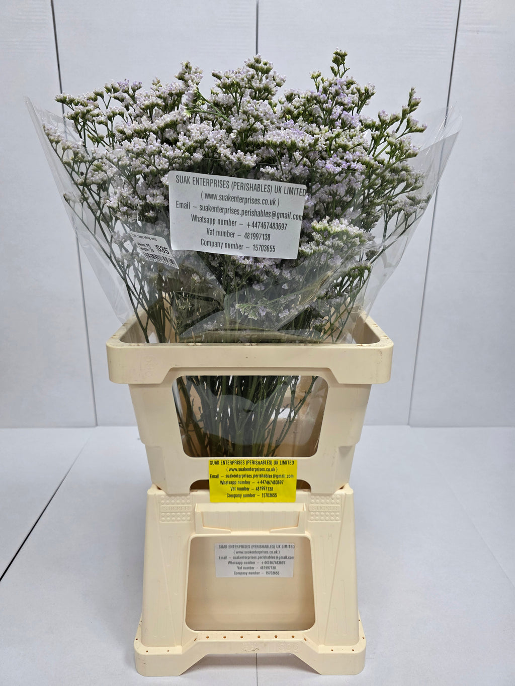 Farm Fresh Limonium Casp White Neto(Bunch of 25stems, Length 60cm)