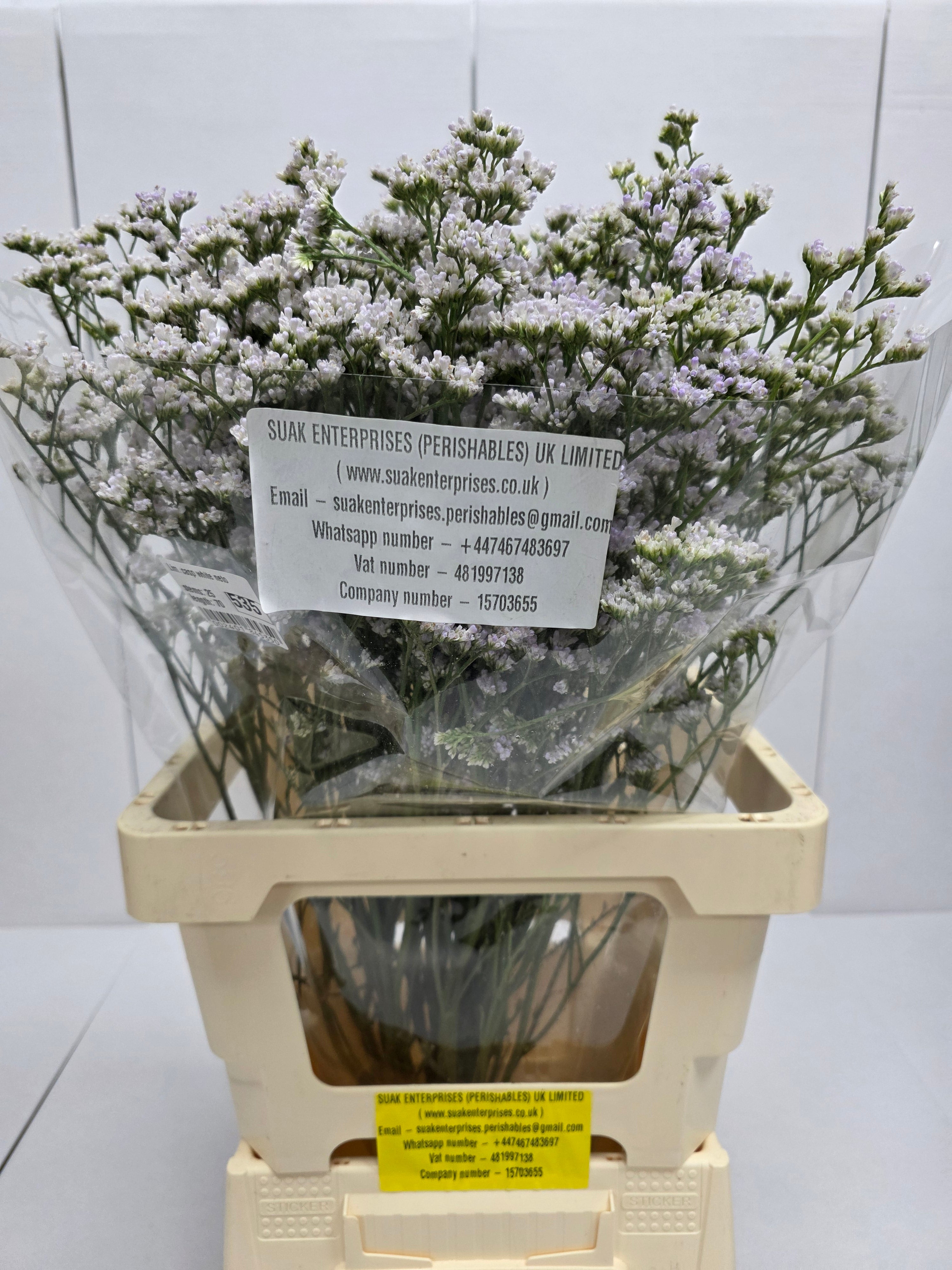 Farm Fresh Limonium Casp White Neto(Bunch of 25stems, Length 60cm)