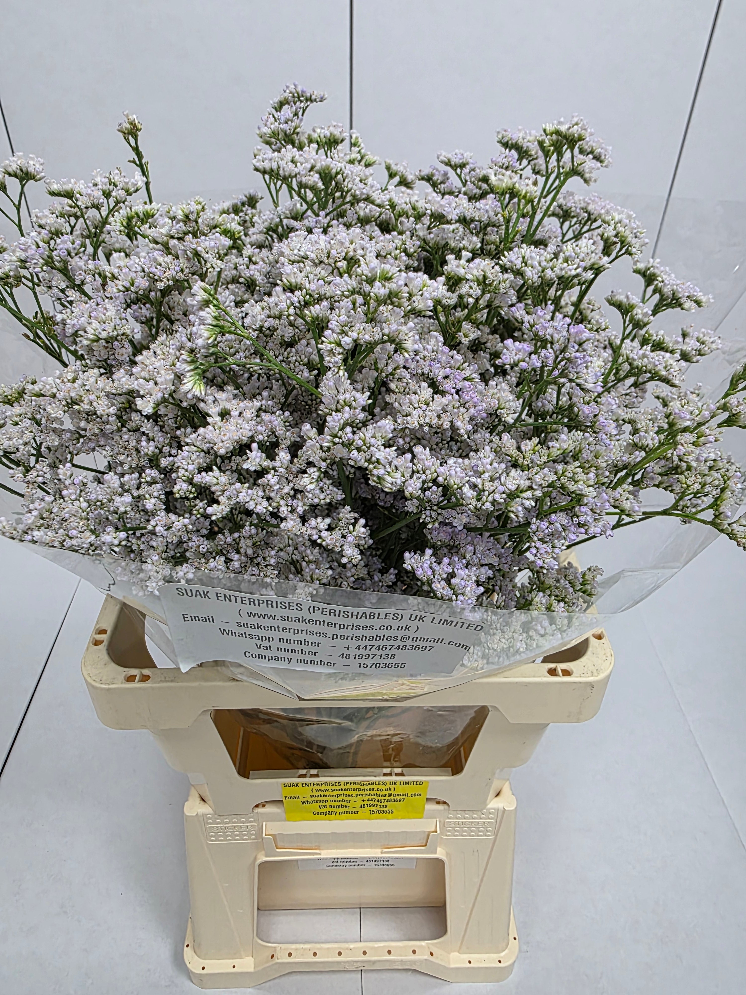 Farm Fresh Limonium Casp White Neto(Bunch of 25stems, Length 60cm)
