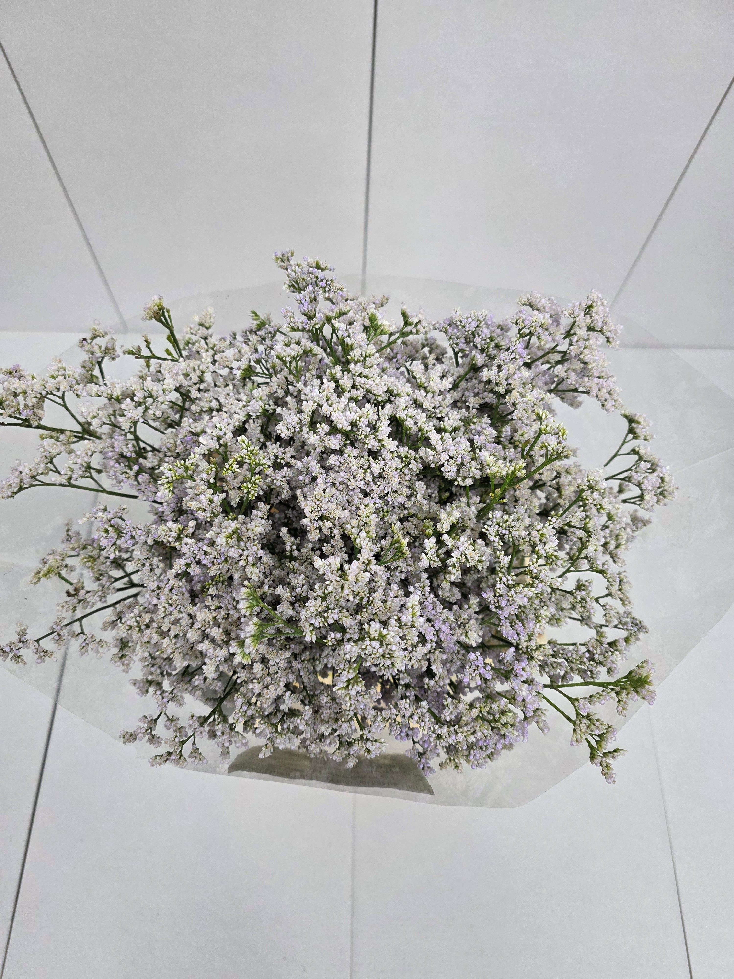 Farm Fresh Limonium Casp White Neto(Bunch of 25stems, Length 60cm)