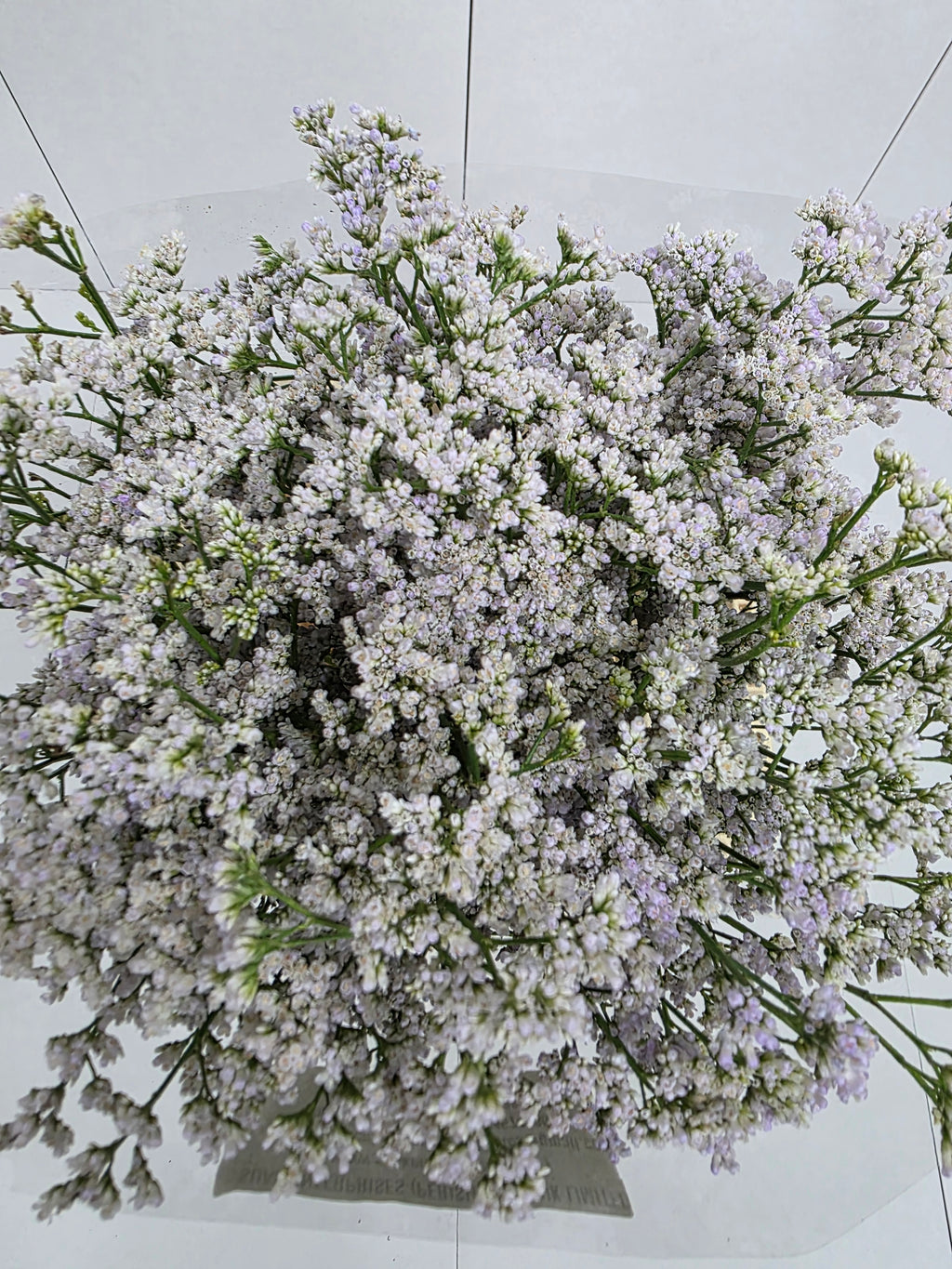 Farm Fresh Limonium Casp White Neto(Bunch of 25stems, Length 60cm)