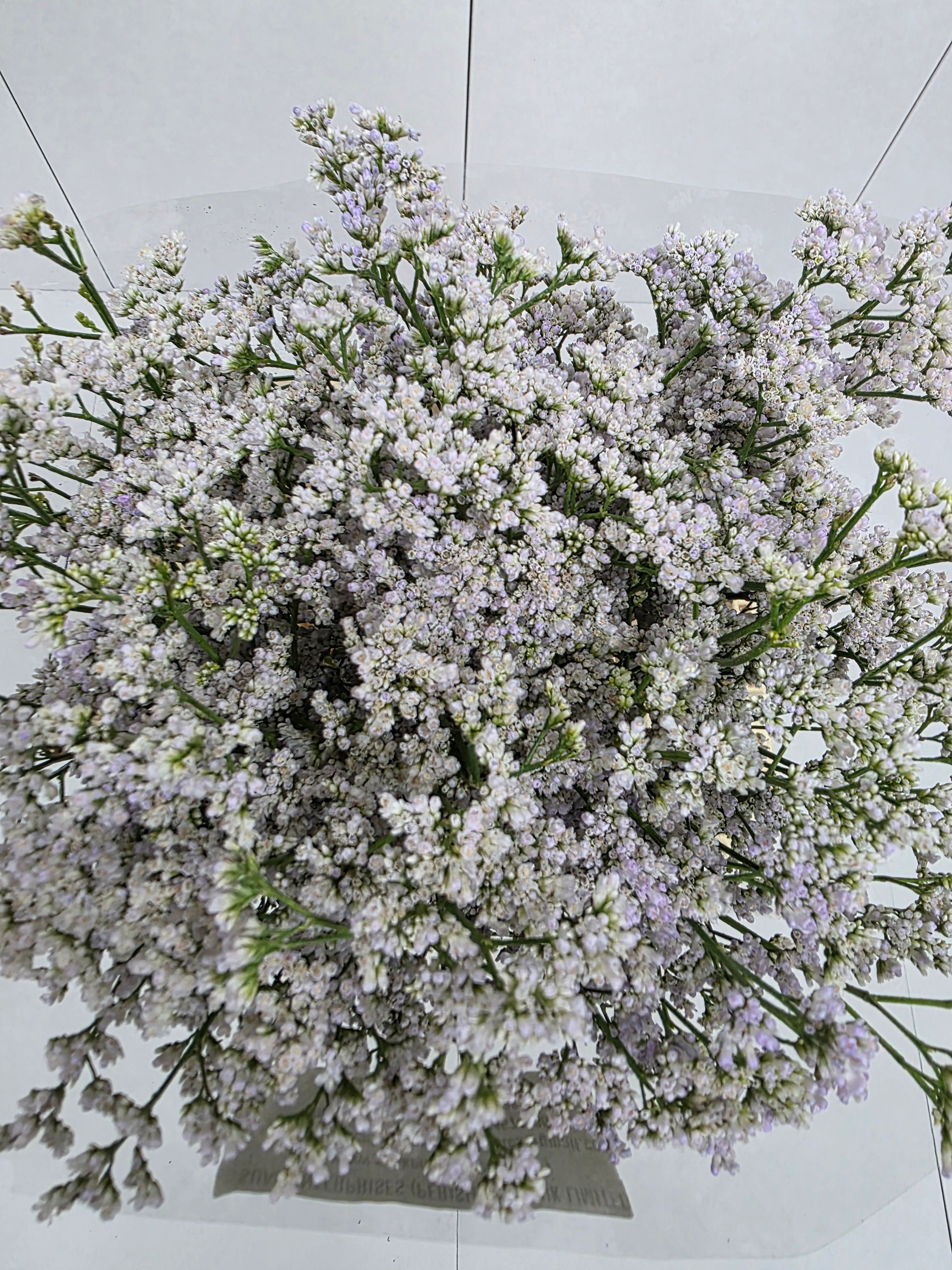 Farm Fresh Limonium Casp White Neto(Bunch of 25stems, Length 60cm)