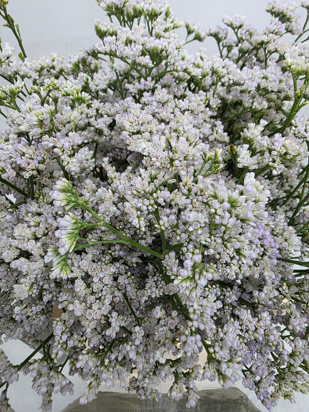 Farm Fresh Limonium Casp White Neto(Bunch of 25stems, Length 60cm)