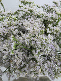 Farm Fresh Limonium Casp White Neto(Bunch of 25stems, Length 60cm)