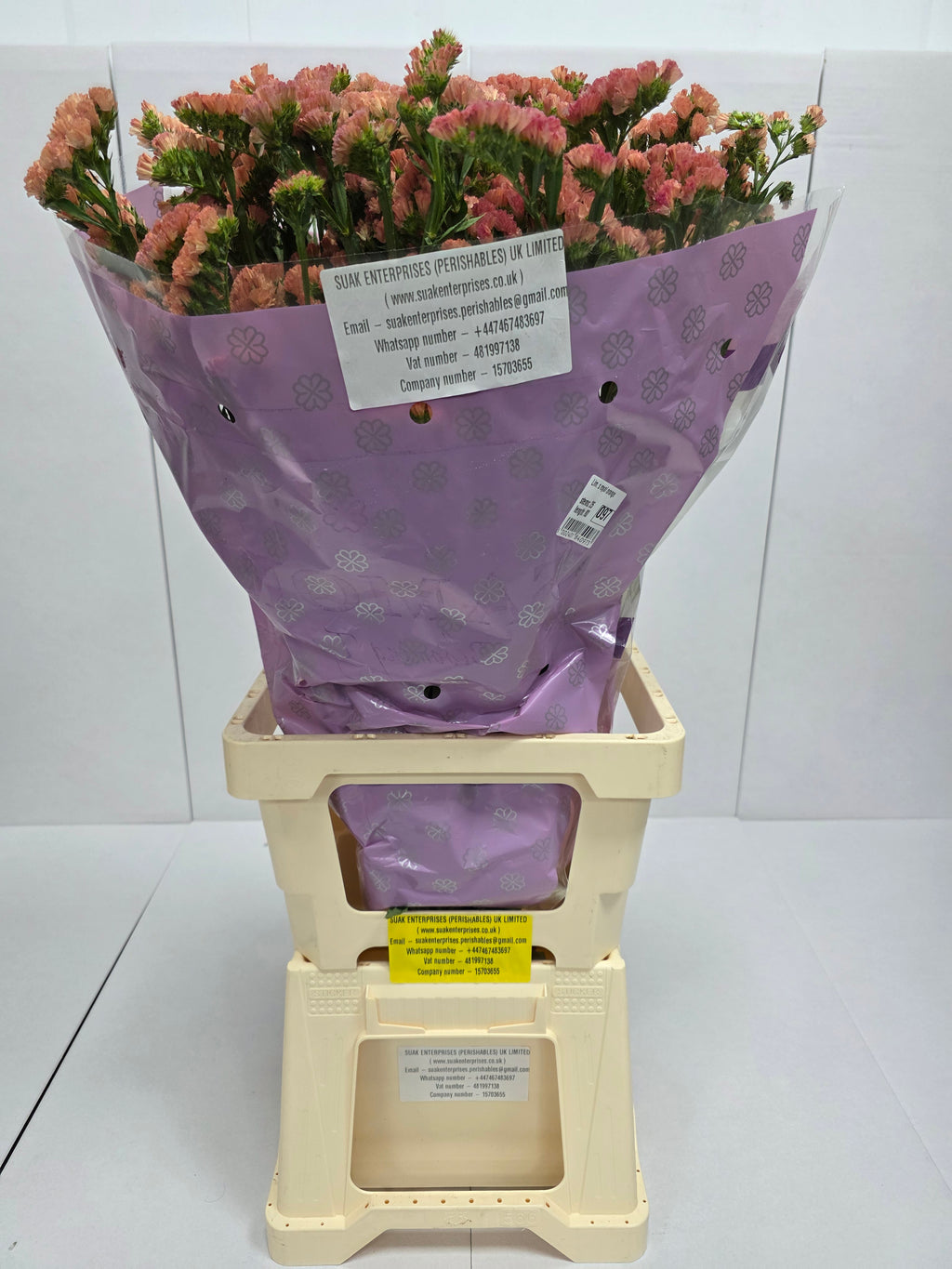 Farm Fresh Limonium Sinuatum Royal Orange (Bunch of 25 stems, Length 80cm)