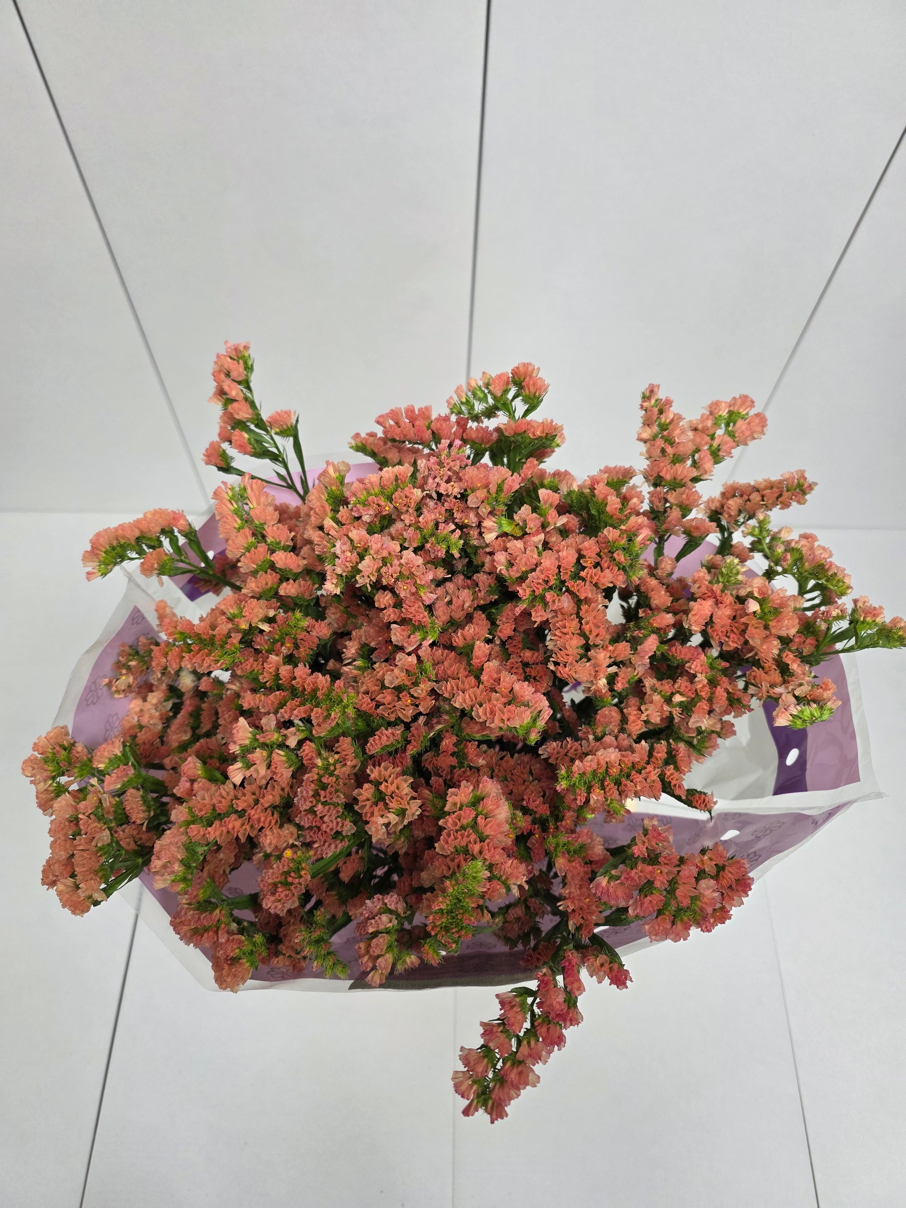 Farm Fresh Limonium Sinuatum Royal Orange (Bunch of 25 stems, Length 80cm)