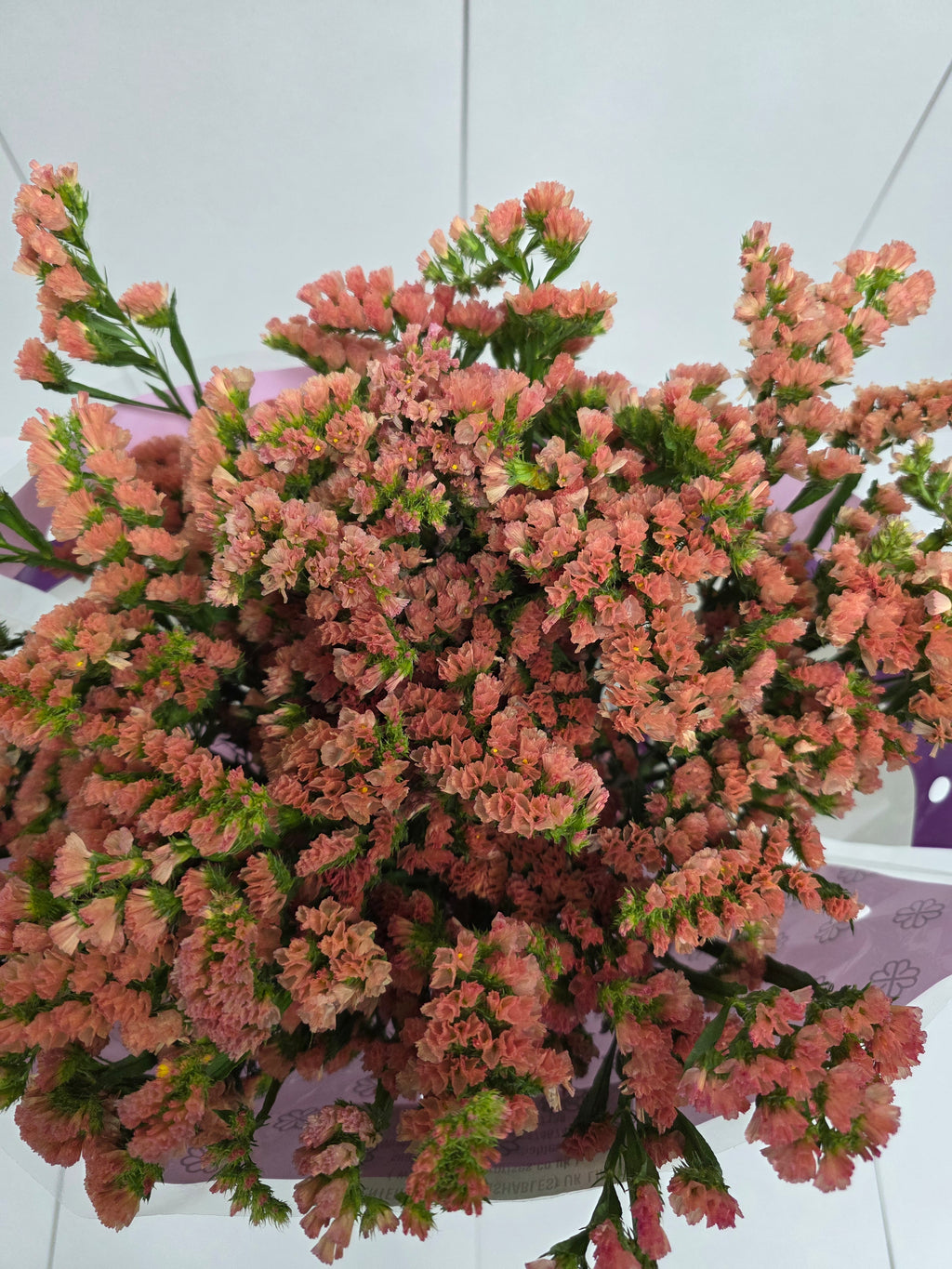 Farm Fresh Limonium Sinuatum Royal Orange (Bunch of 25 stems, Length 80cm)