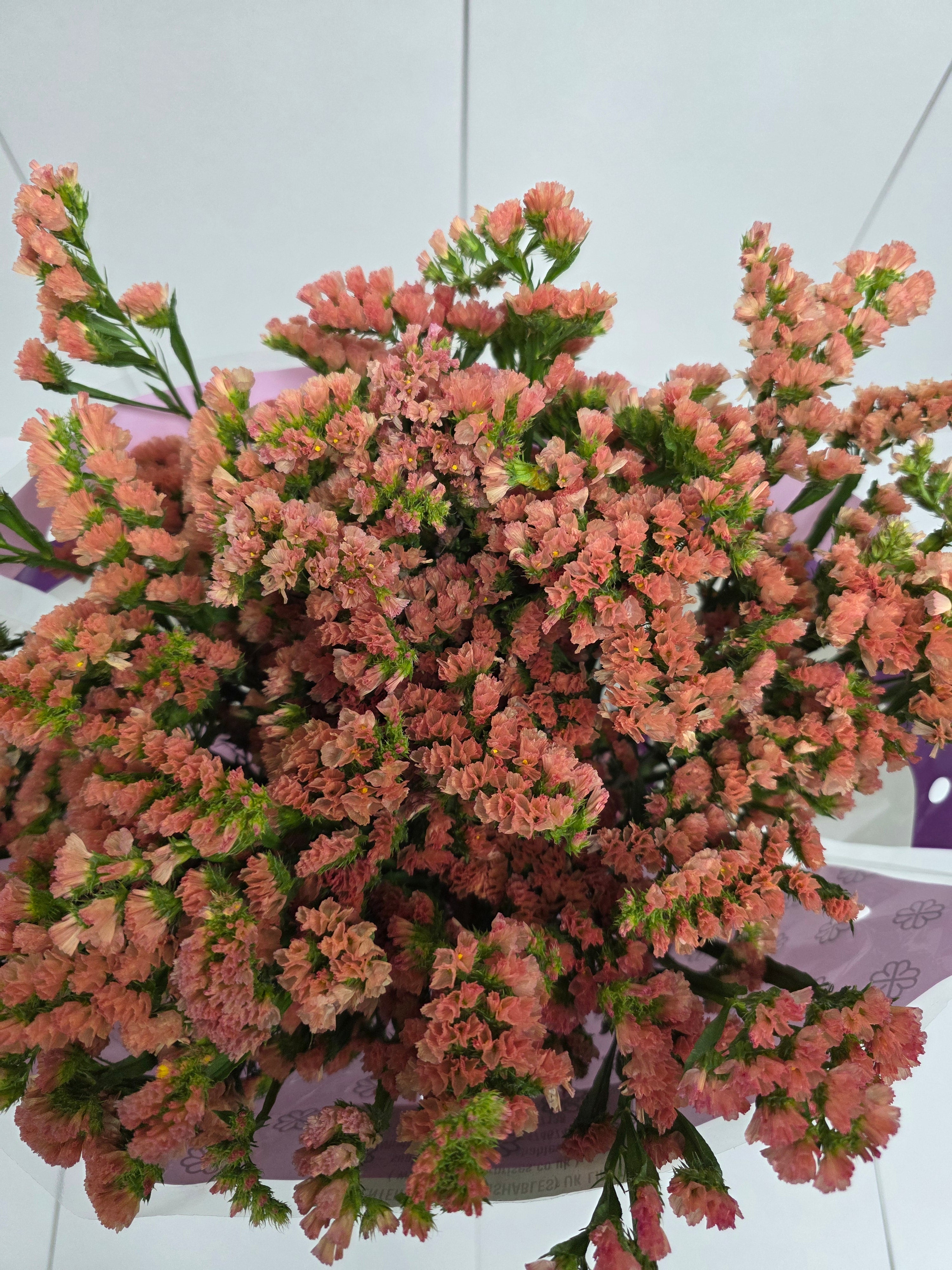 Farm Fresh Limonium Sinuatum Royal Orange (Bunch of 25 stems, Length 80cm)