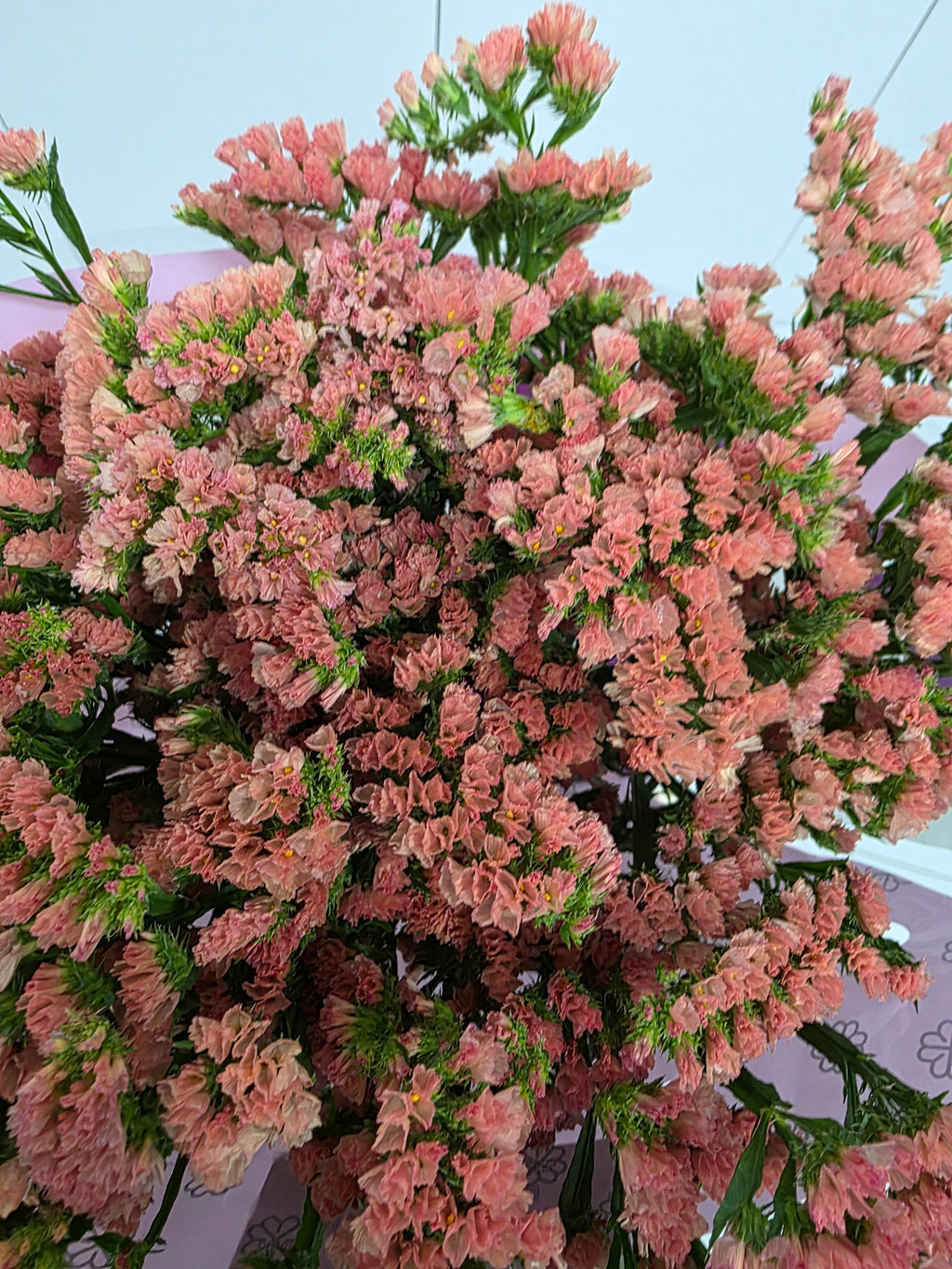 Farm Fresh Limonium Sinuatum Royal Orange (Bunch of 25 stems, Length 80cm)