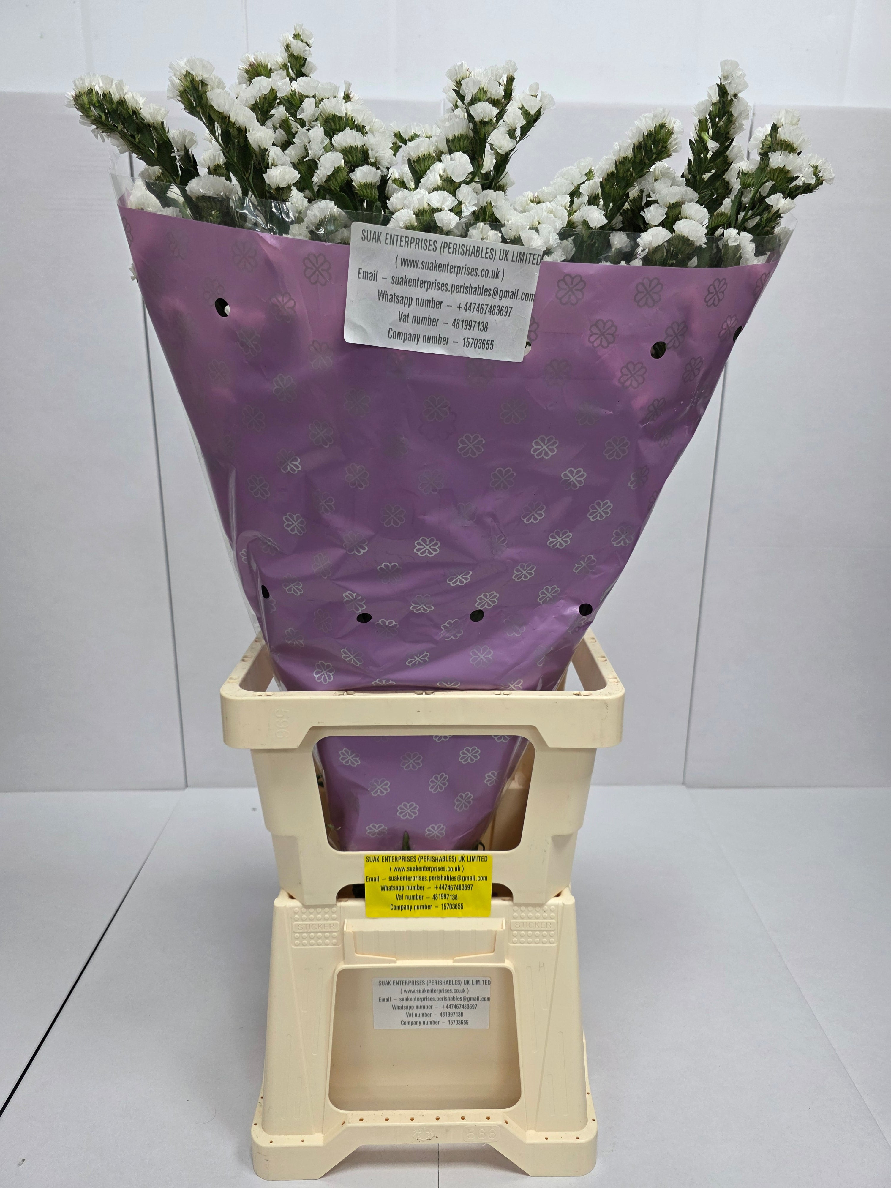 Farm Fresh Limonium Sinuatum Silvery Sun Birds (Bunch of 25 stems, Length 70cm)