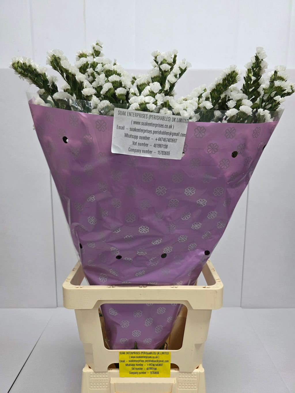 Farm Fresh Limonium Sinuatum Silvery Sun Birds (Bunch of 25 stems, Length 70cm)