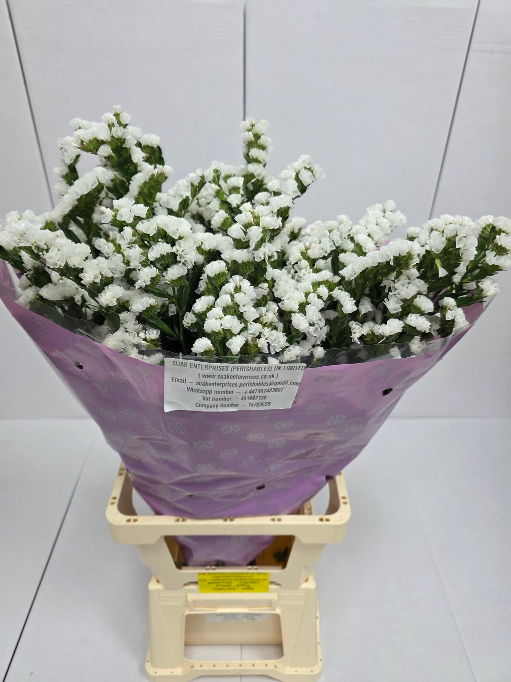 Farm Fresh Limonium Sinuatum Silvery Sun Birds (Bunch of 25 stems, Length 70cm)