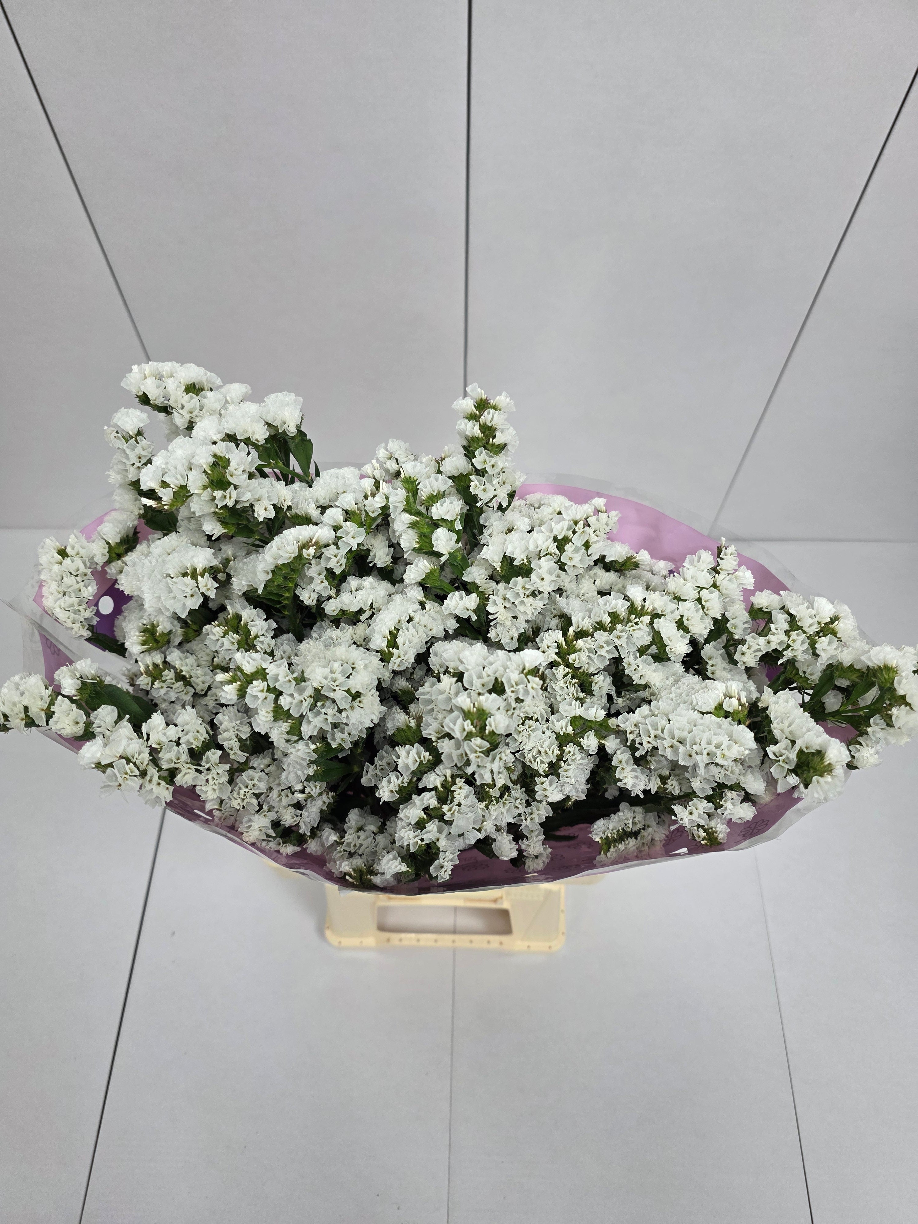 Farm Fresh Limonium Sinuatum Silvery Sun Birds (Bunch of 25 stems, Length 70cm)