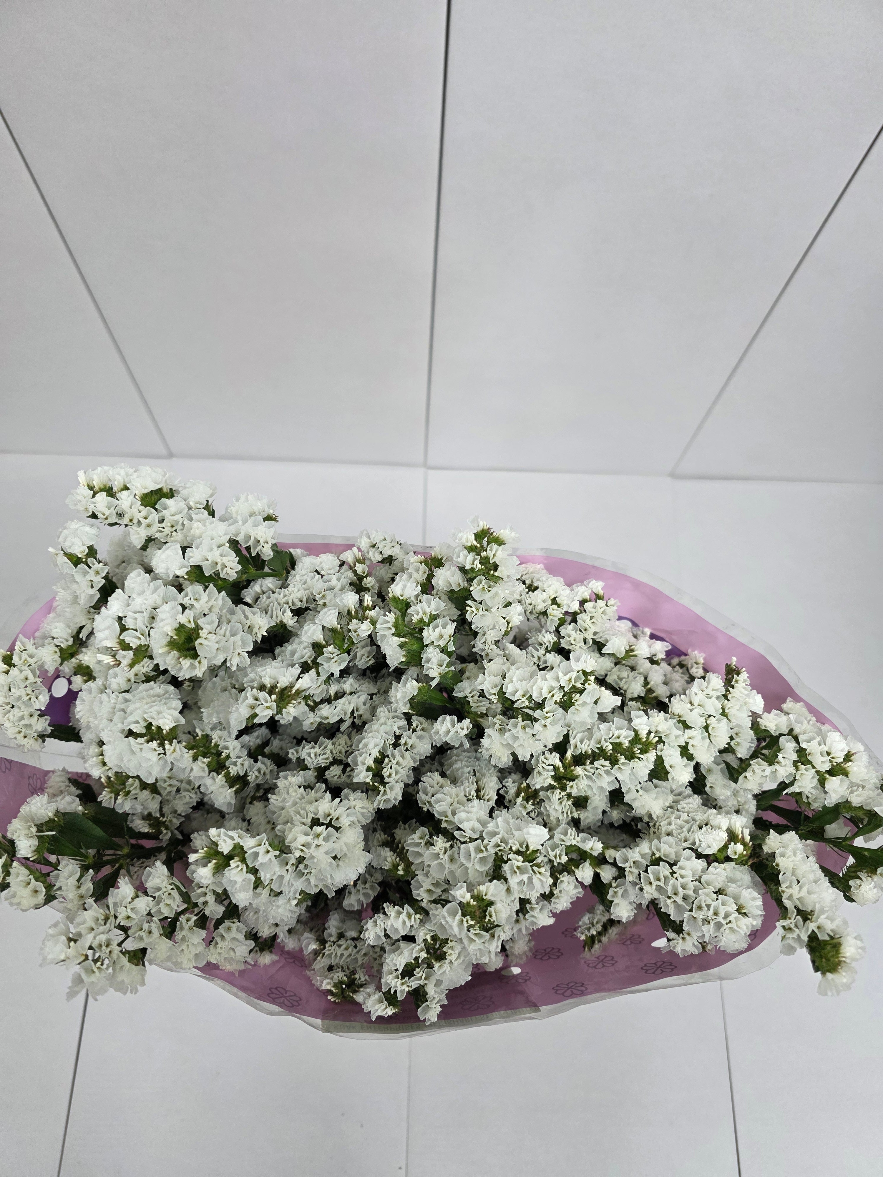 Farm Fresh Limonium Sinuatum Silvery Sun Birds (Bunch of 25 stems, Length 70cm)
